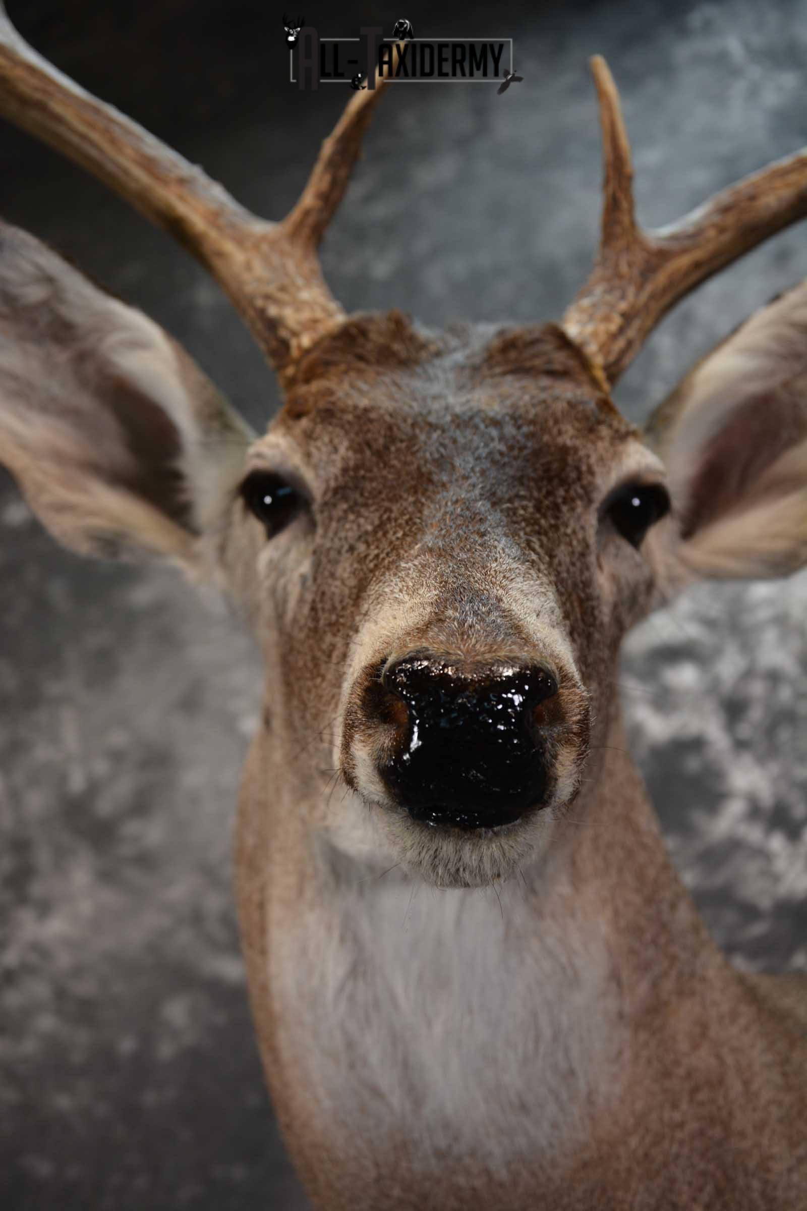 Whitetail Deer Taxidermy Shoulder Mount for sale SKU 1516 - Image 2