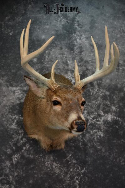 Whitetail Deer Taxidermy Shoulder Mount for sale SKU 1508