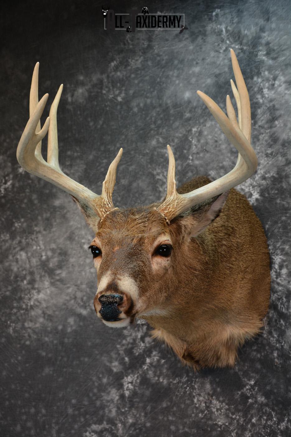 Whitetail Deer Taxidermy Shoulder Mount for sale SKU 1508 - Image 7