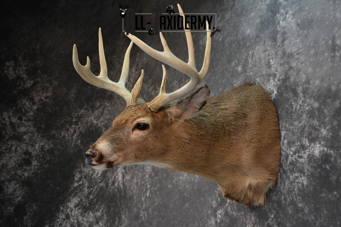 Whitetail Deer Taxidermy Shoulder Mount for sale SKU 1508 - Image 6