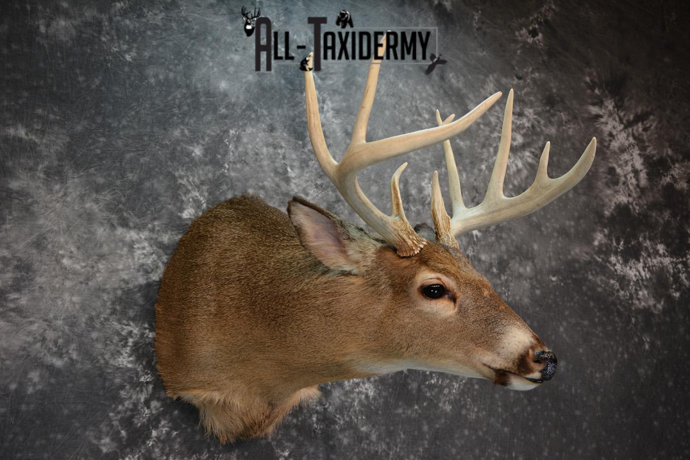 Whitetail Deer Taxidermy Shoulder Mount for sale SKU 1508 - Image 5