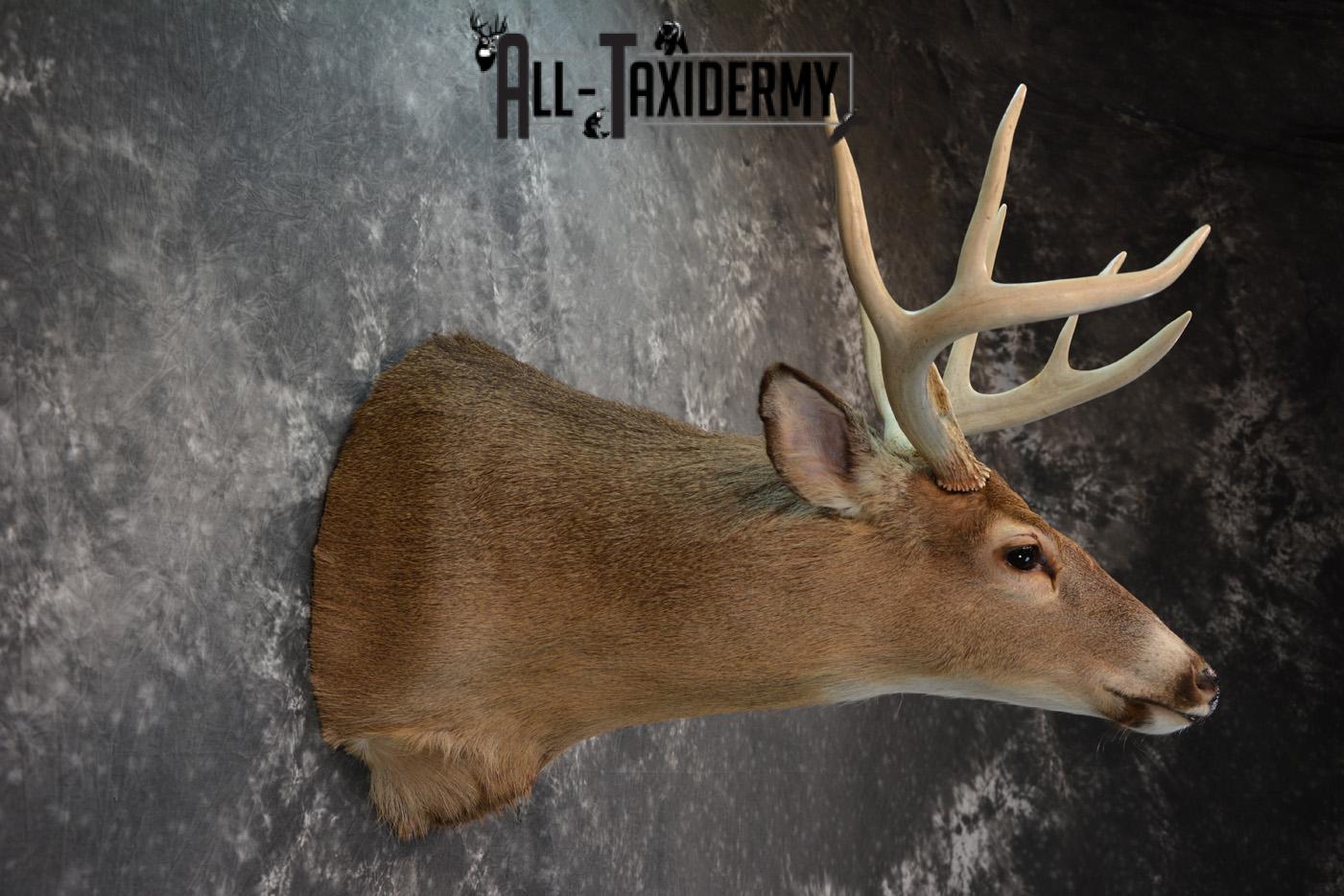 Whitetail Deer Taxidermy Shoulder Mount for sale SKU 1508 - Image 4