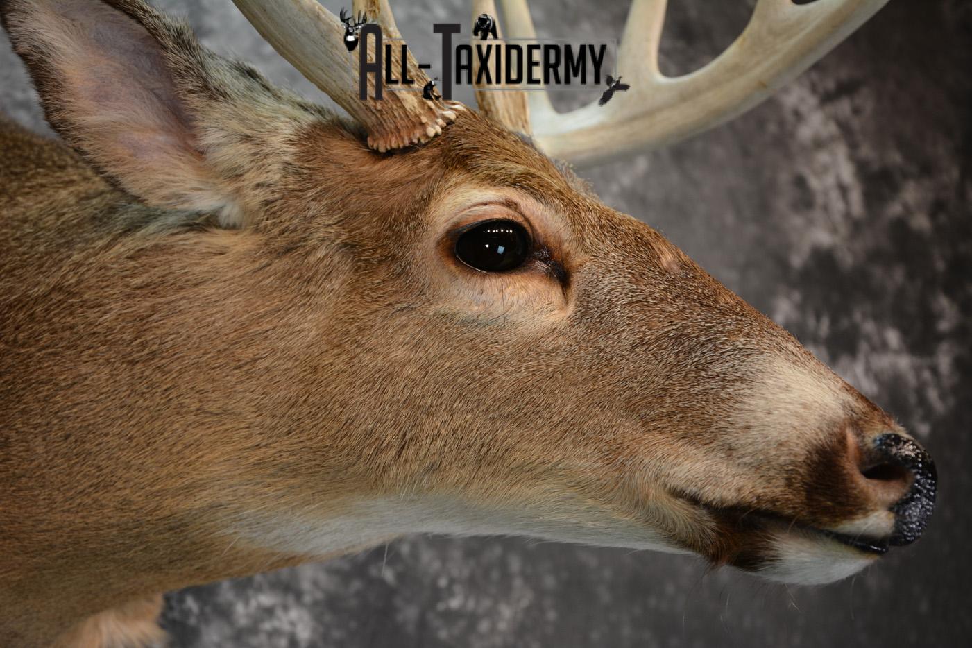 Whitetail Deer Taxidermy Shoulder Mount for sale SKU 1508 - Image 3