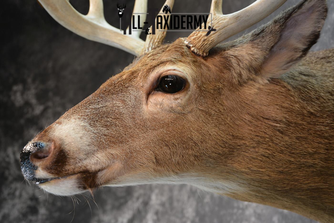 Whitetail Deer Taxidermy Shoulder Mount for sale SKU 1508 - Image 2