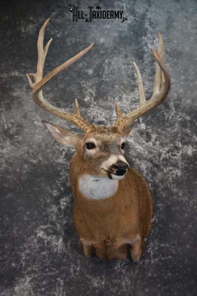Whitetail Deer Taxidermy Shoulder Mount for sale SKU 1509