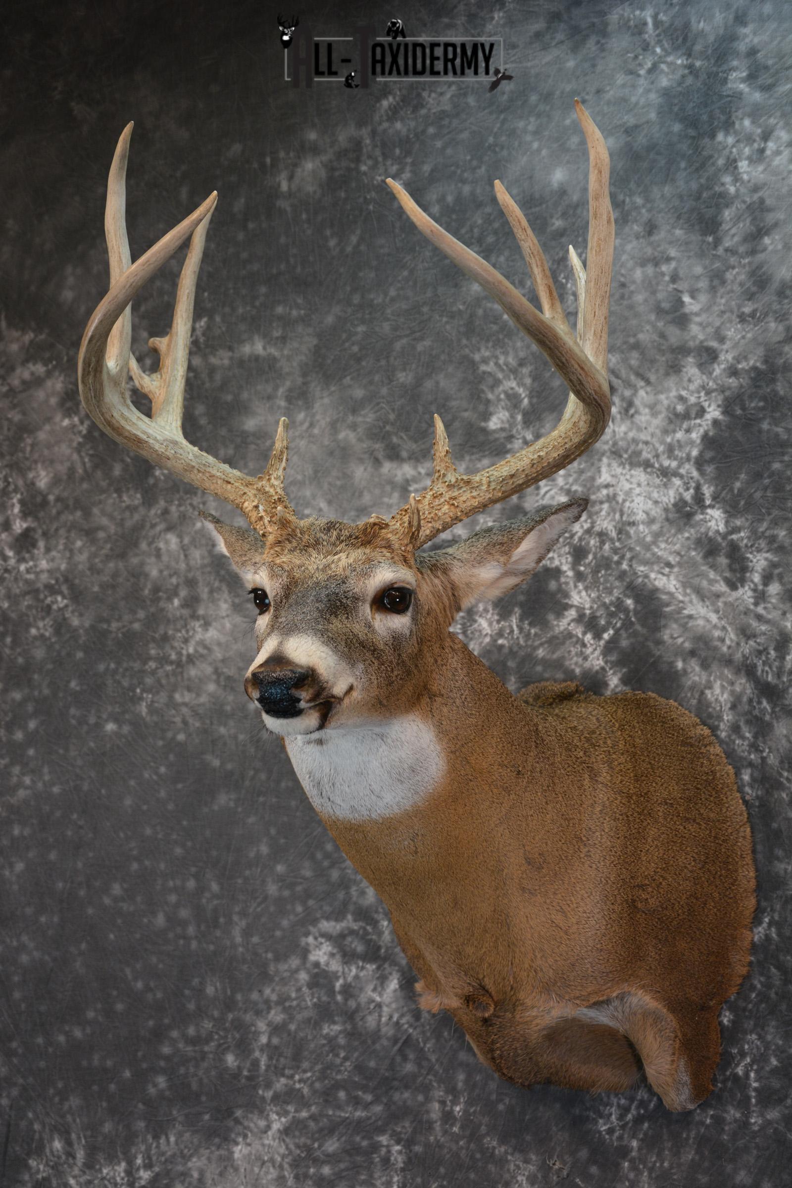 Whitetail Deer Taxidermy Shoulder Mount for sale SKU 1509 - Image 8
