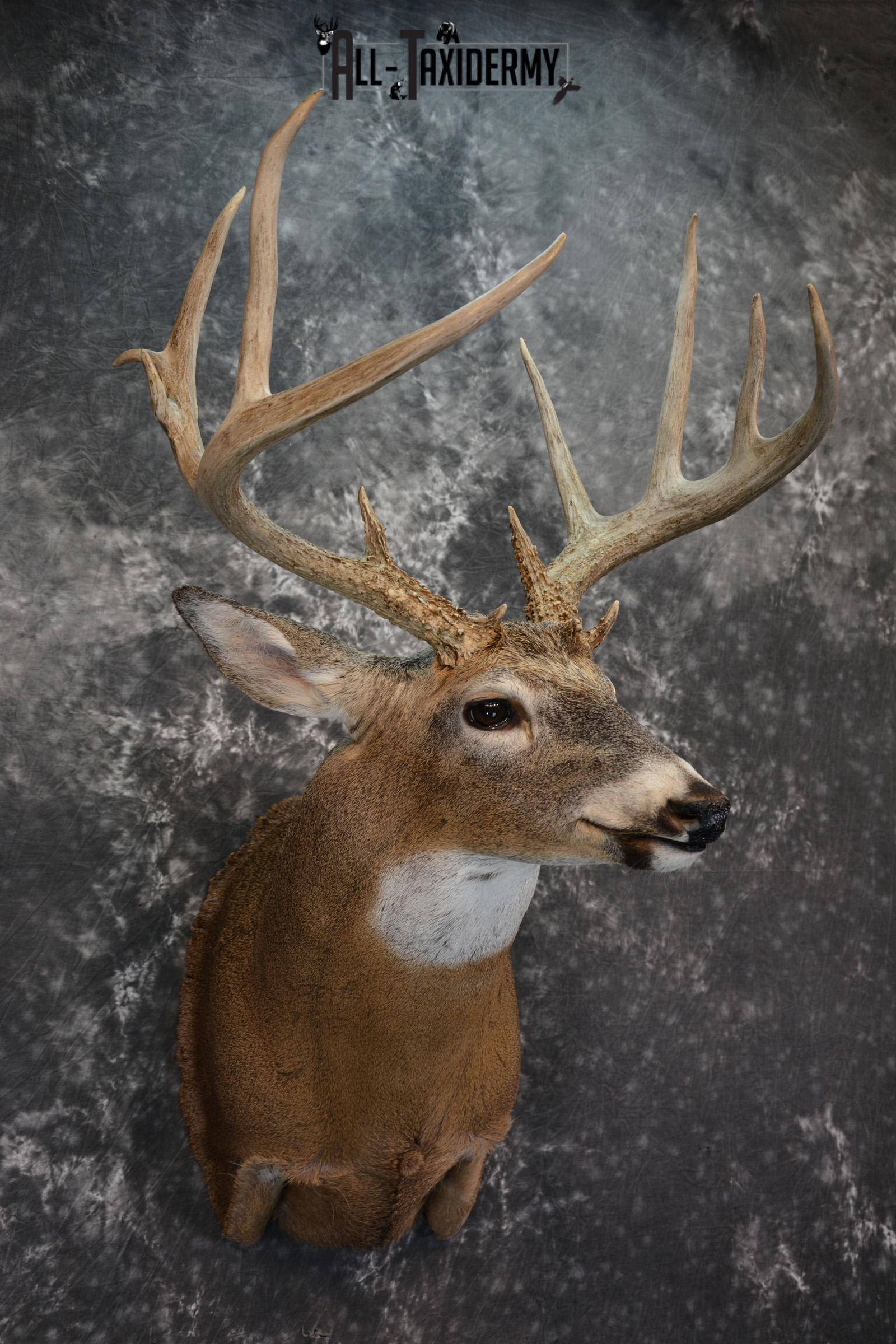 Whitetail Deer Taxidermy Shoulder Mount for sale SKU 1509 - Image 6