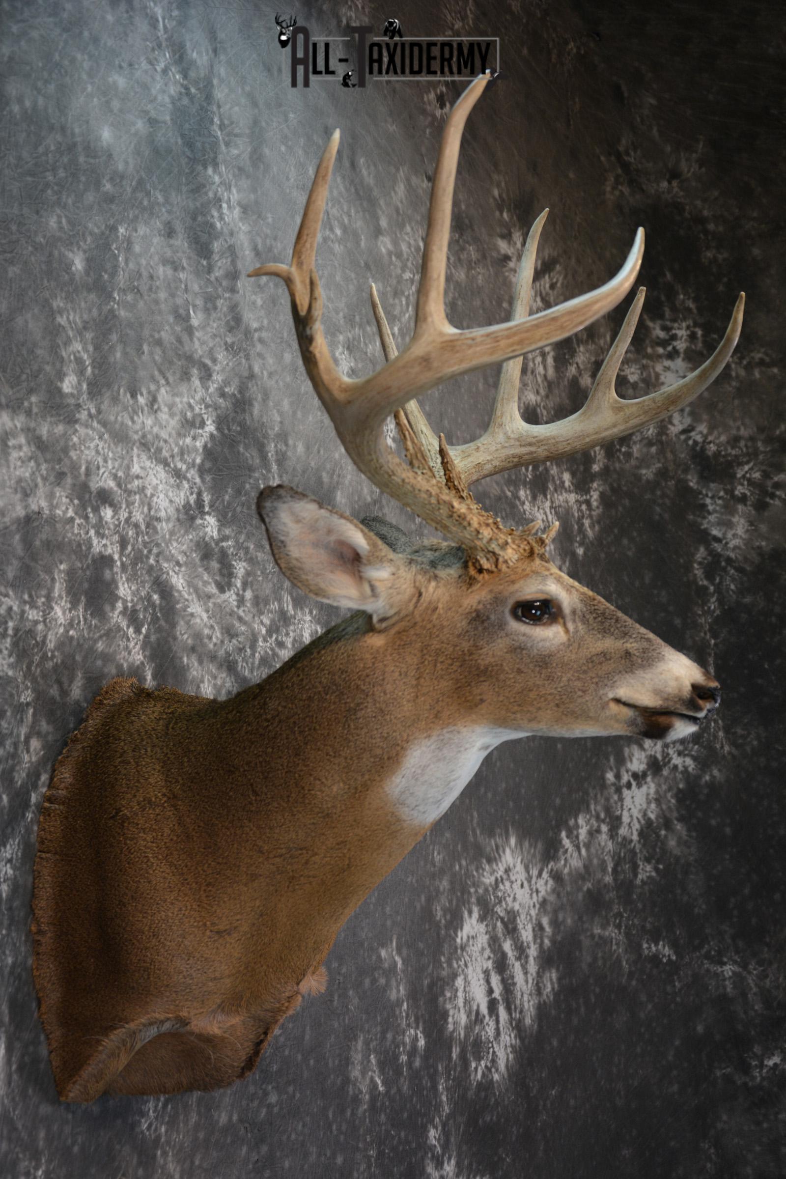 Whitetail Deer Taxidermy Shoulder Mount for sale SKU 1509 - Image 5