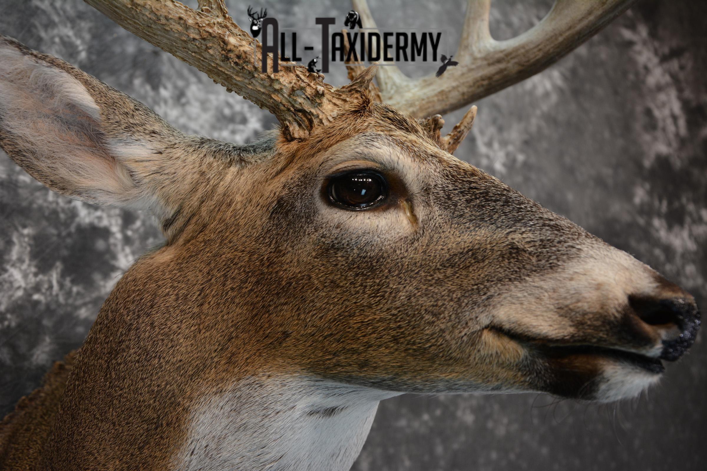 Whitetail Deer Taxidermy Shoulder Mount for sale SKU 1509 - Image 4