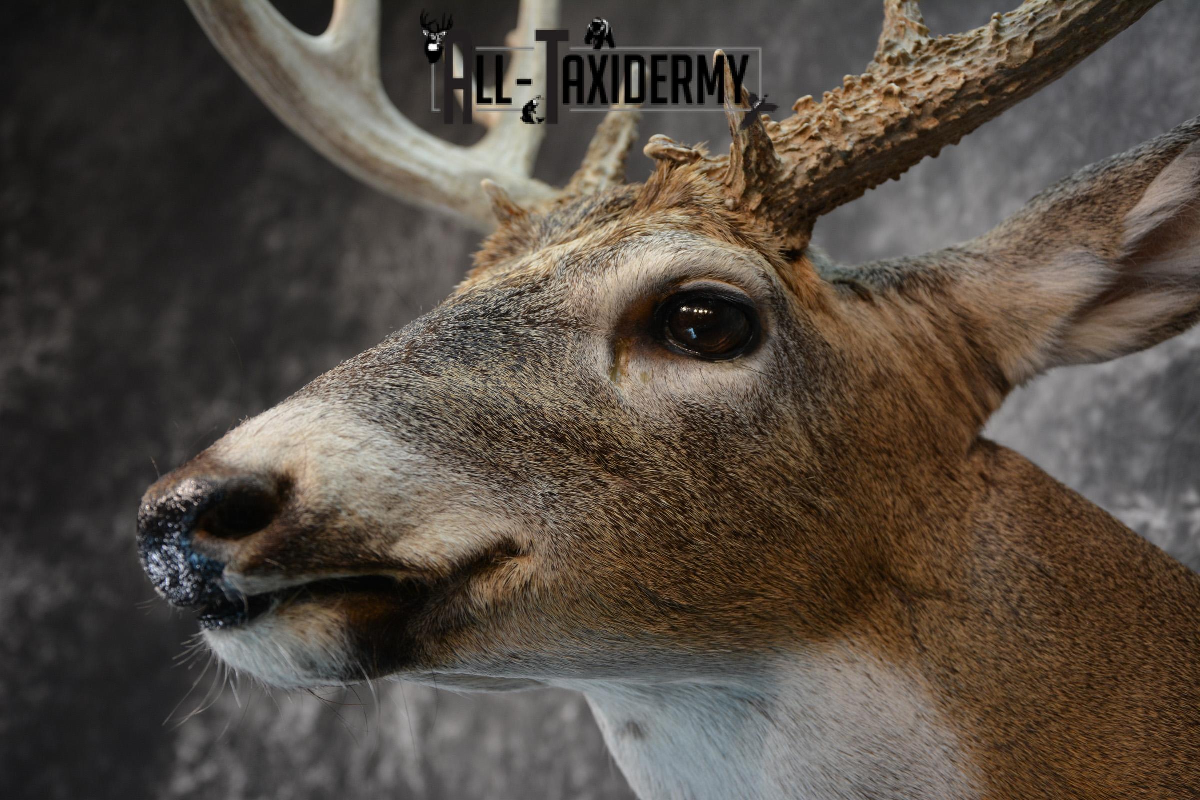 Whitetail Deer Taxidermy Shoulder Mount for sale SKU 1509 - Image 3