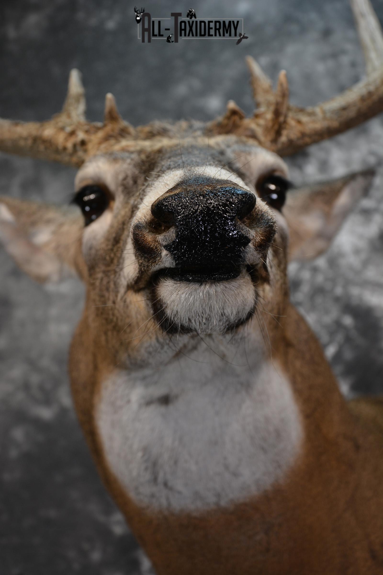 Whitetail Deer Taxidermy Shoulder Mount for sale SKU 1509 - Image 2