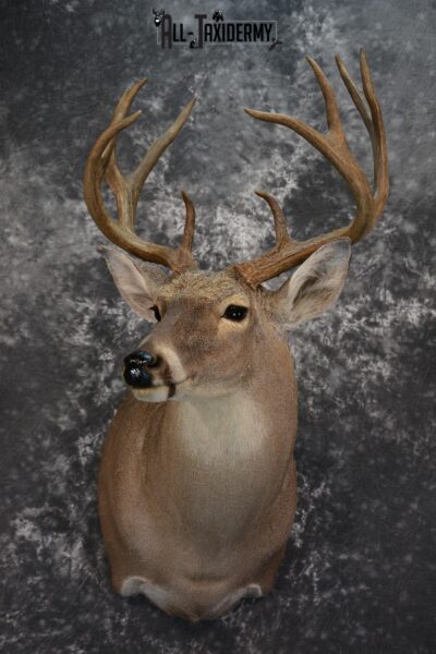 Whitetail Deer Taxidermy Shoulder Mount for sale SKU 1511