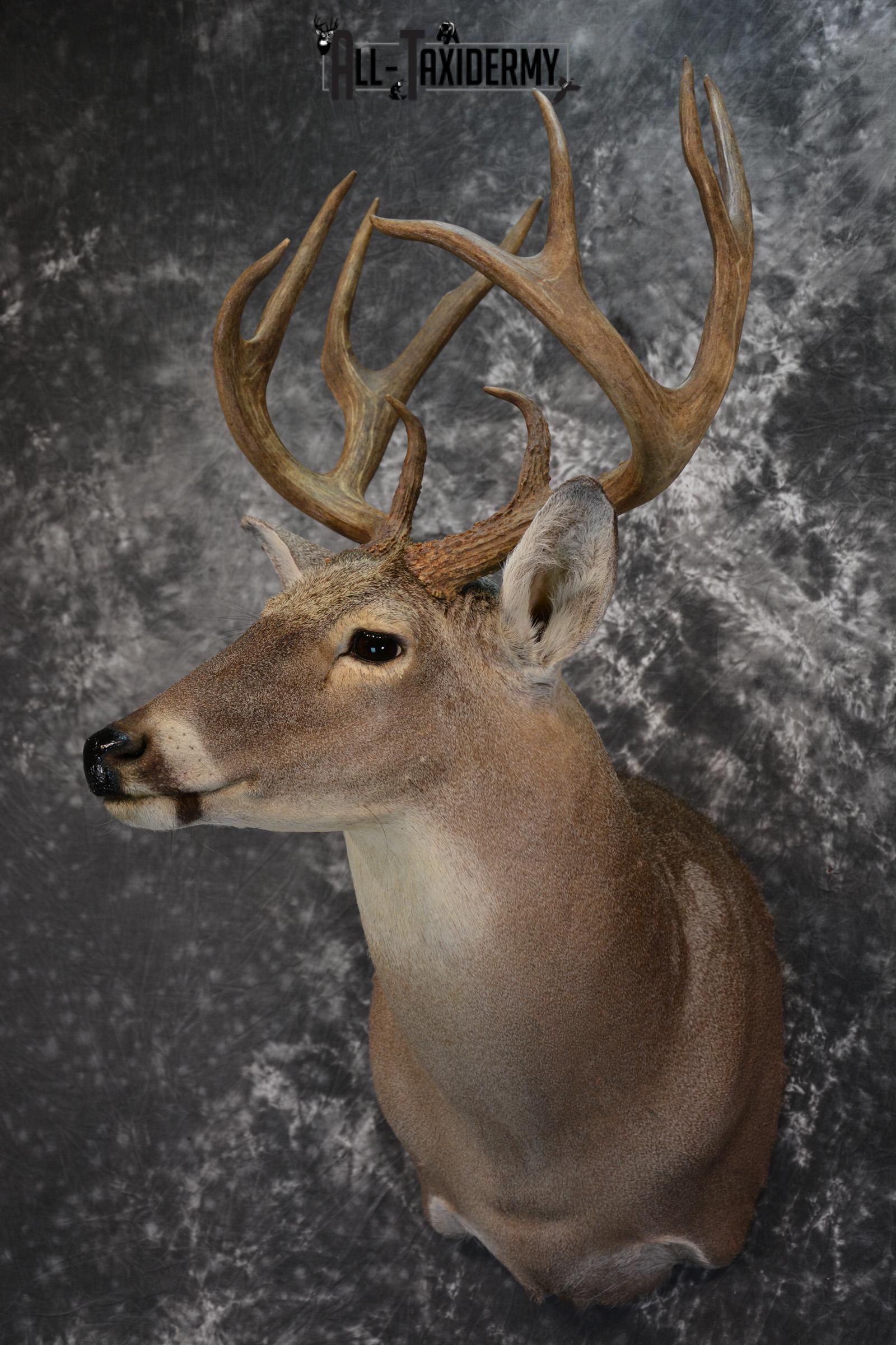 Whitetail Deer Taxidermy Shoulder Mount for sale SKU 1511 - Image 7