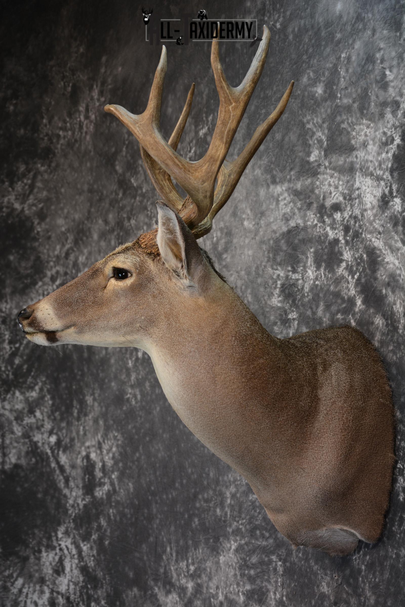 Whitetail Deer Taxidermy Shoulder Mount for sale SKU 1511 - Image 6