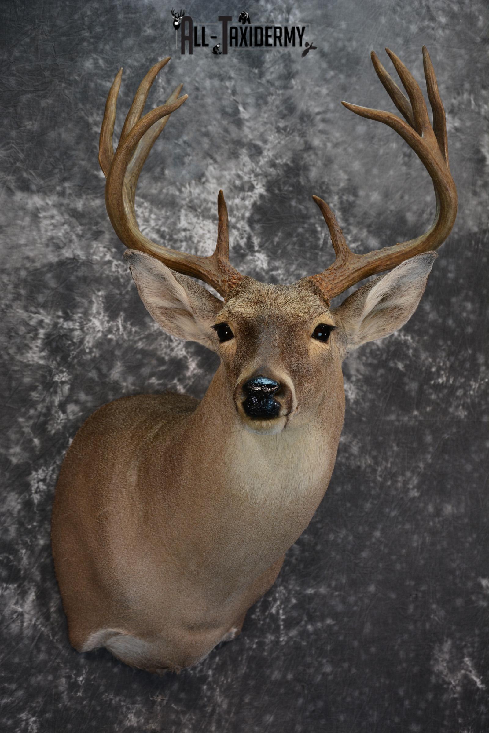 Whitetail Deer Taxidermy Shoulder Mount for sale SKU 1511 - Image 5