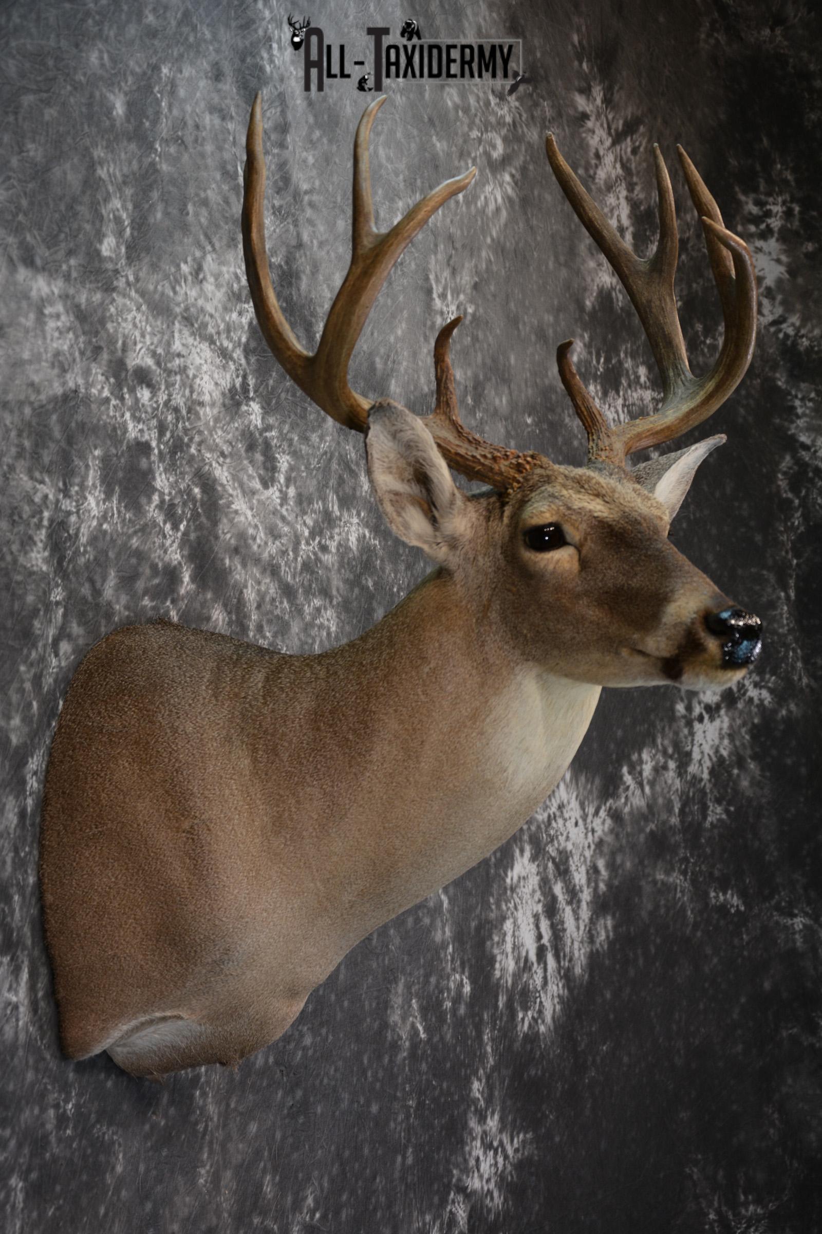 Whitetail Deer Taxidermy Shoulder Mount for sale SKU 1511 - Image 4