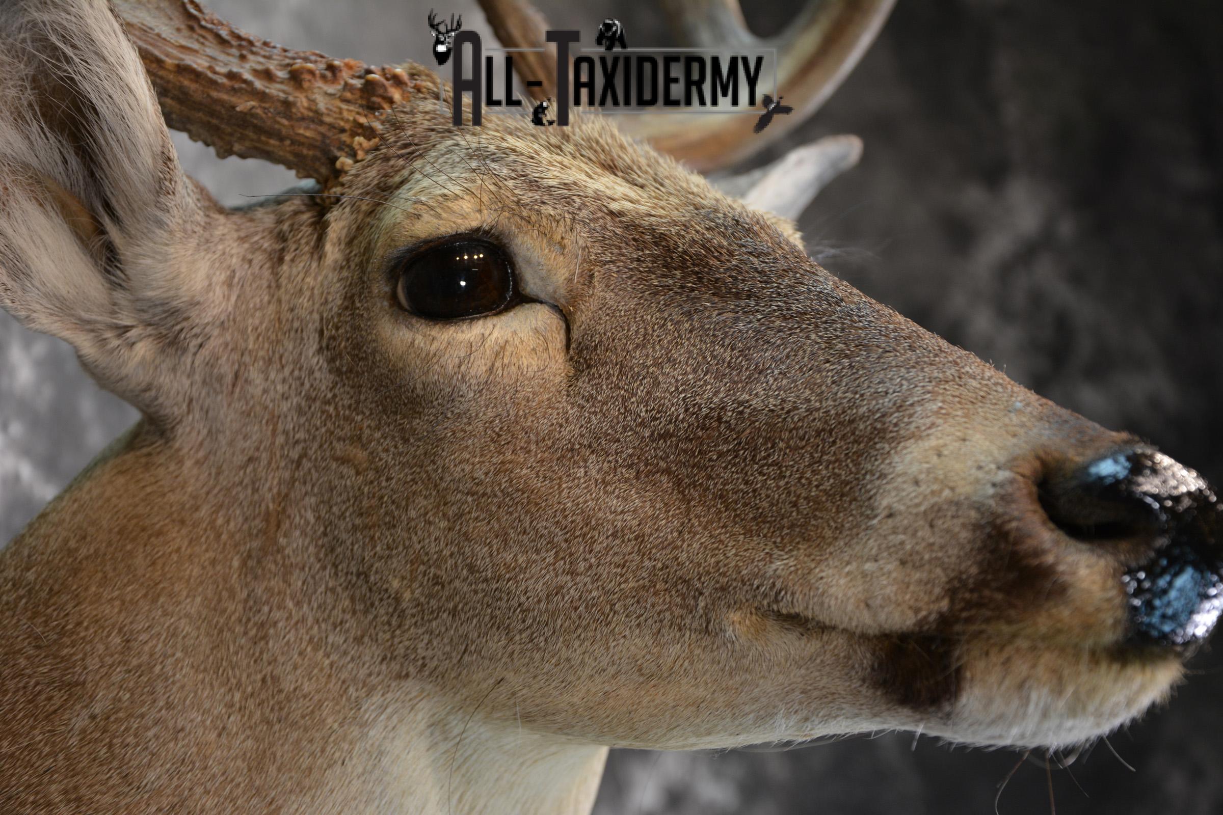 Whitetail Deer Taxidermy Shoulder Mount for sale SKU 1511 - Image 3