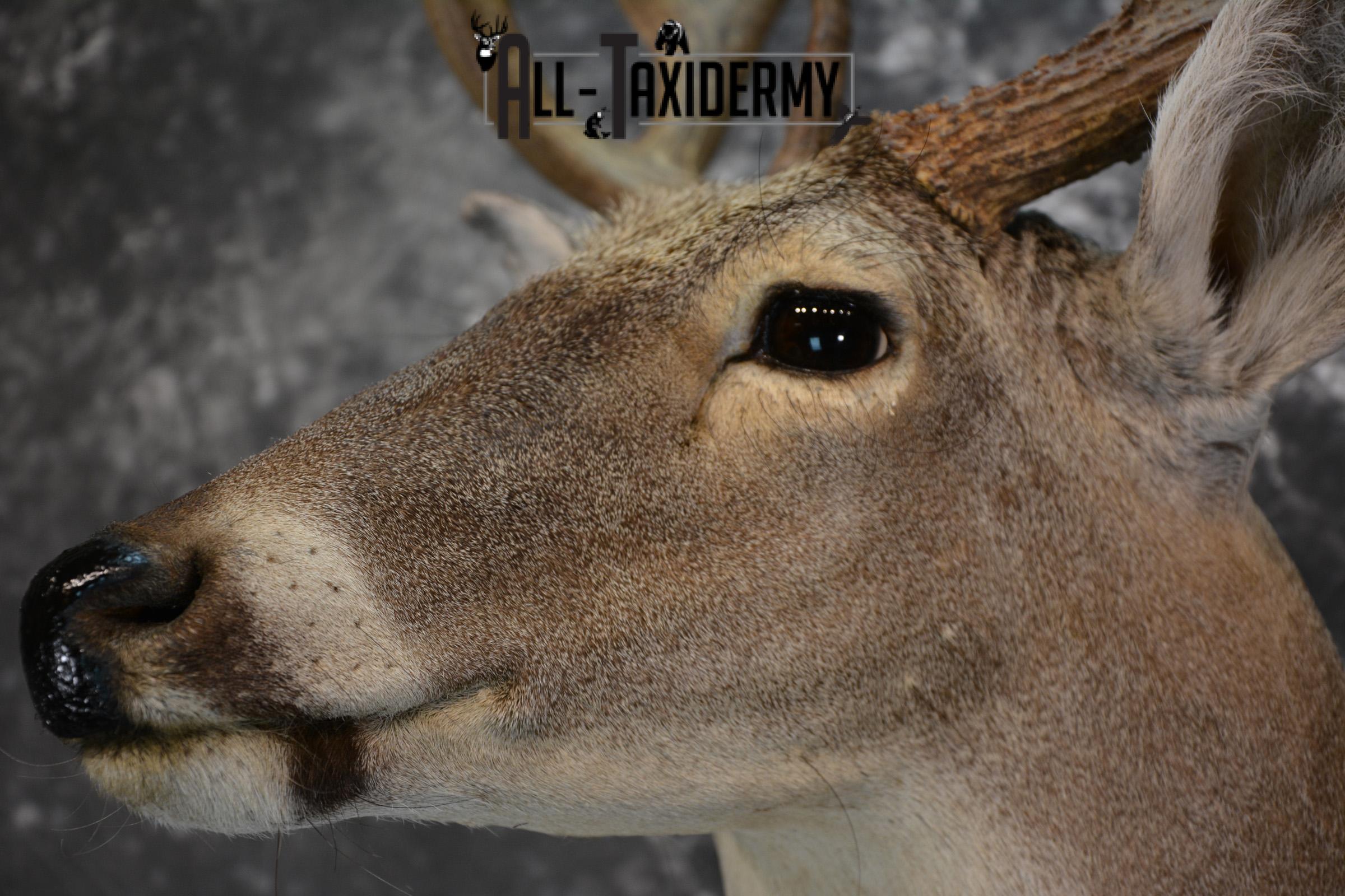 Whitetail Deer Taxidermy Shoulder Mount for sale SKU 1511 - Image 2