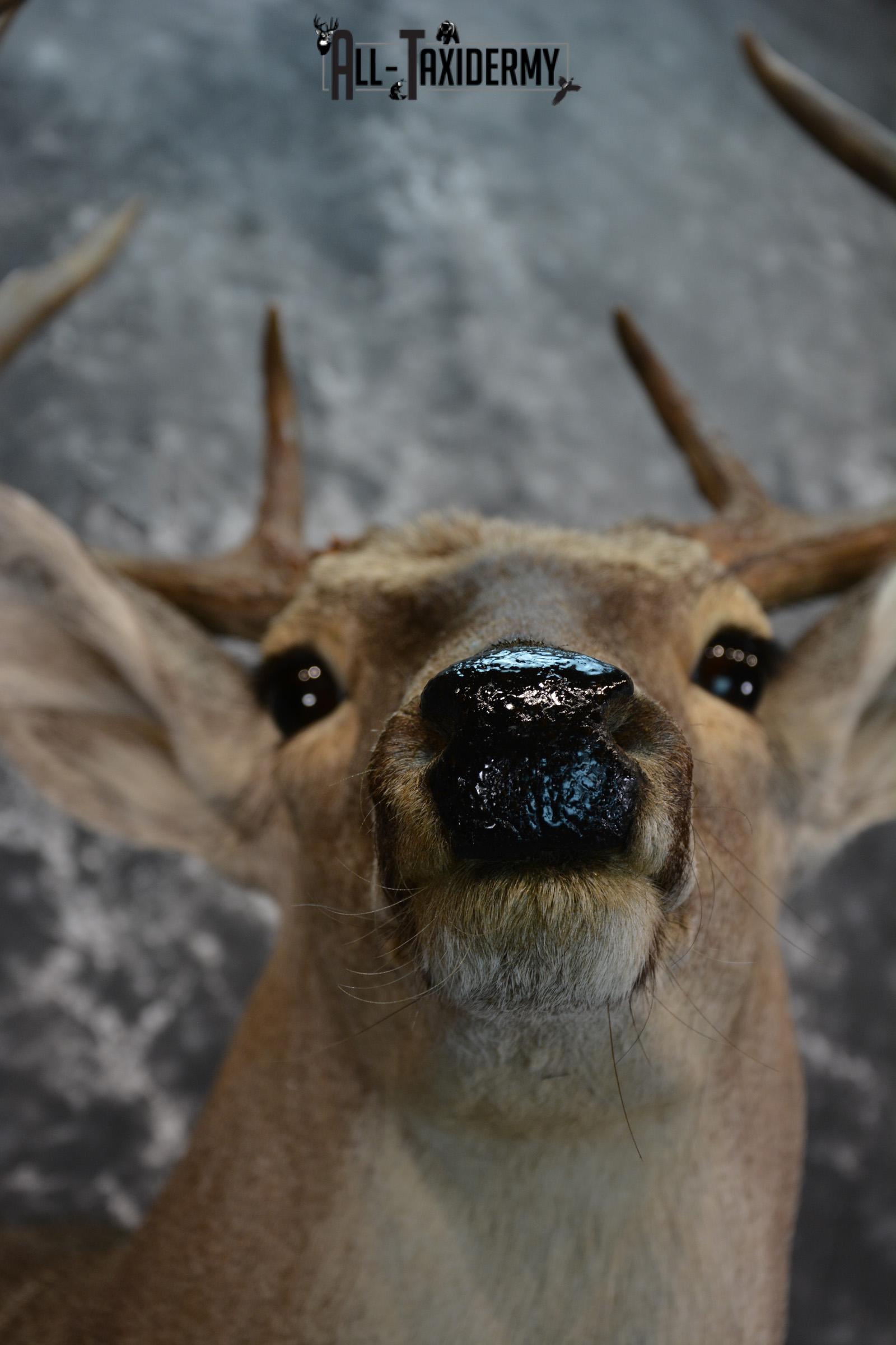 Whitetail Deer Taxidermy Shoulder Mount for sale SKU 1511 - Image 8