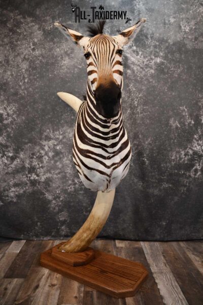 African Zebra Pedestal Taxidermy Mount on Reproduction Elephant Tusk SKU 1498