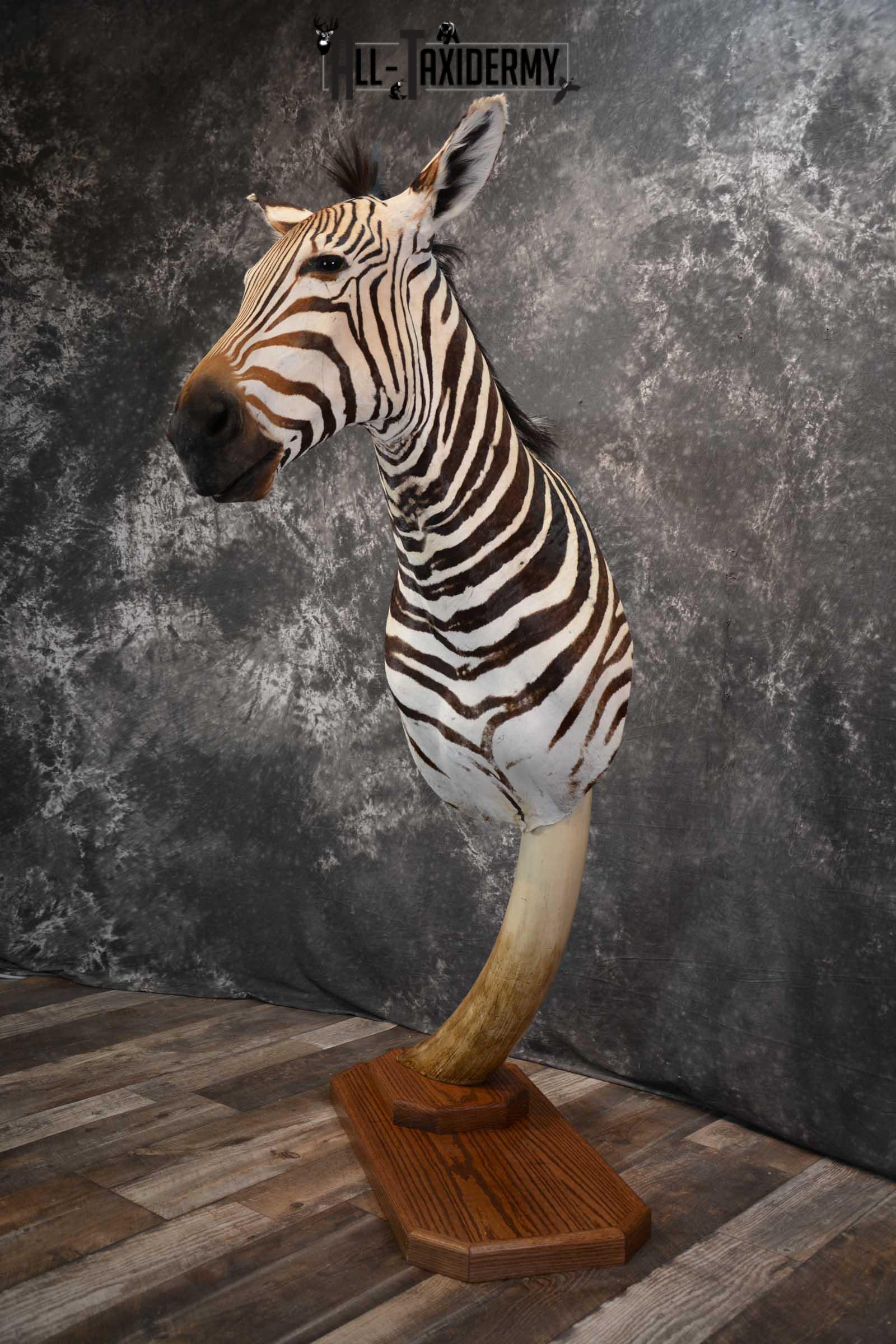 African Zebra Pedestal Taxidermy Mount on Reproduction Elephant Tusk