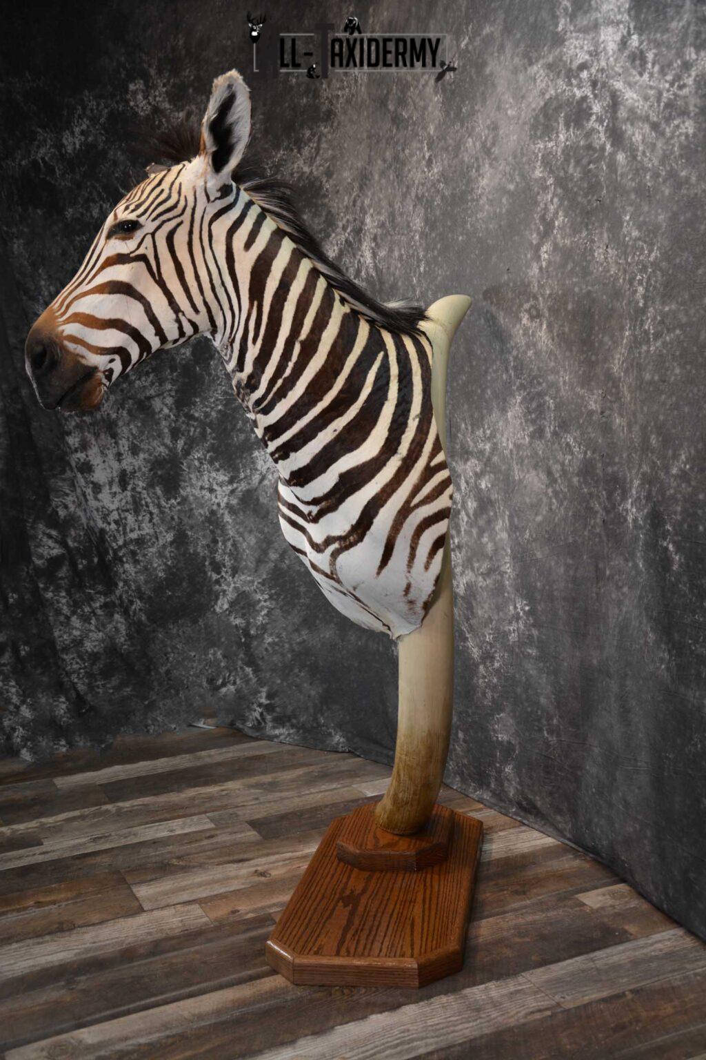 African Zebra Pedestal Taxidermy Mount on Reproduction Elephant Tusk