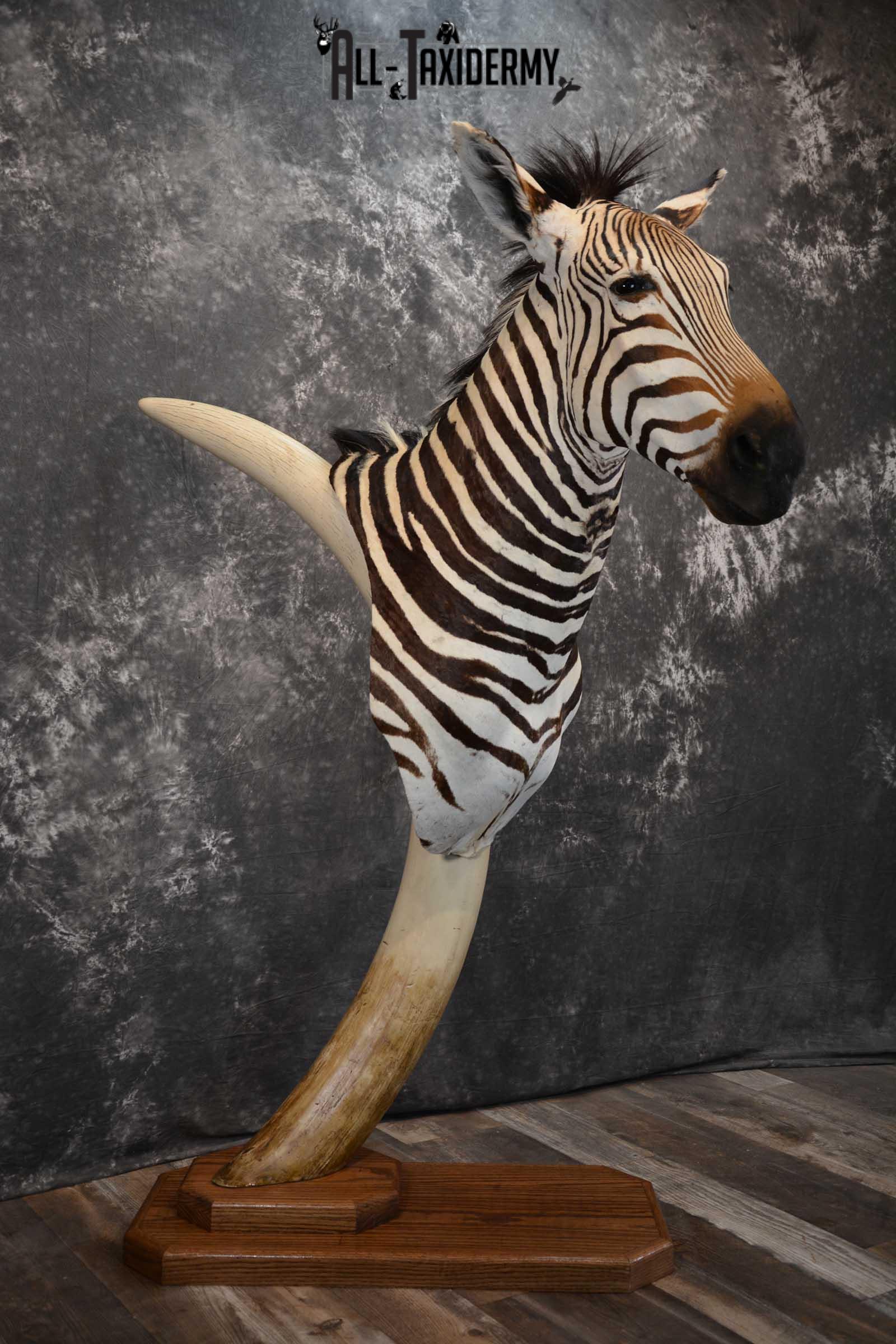 African Zebra Pedestal Taxidermy Mount on Reproduction Elephant Tusk SKU 1498 - Image 8