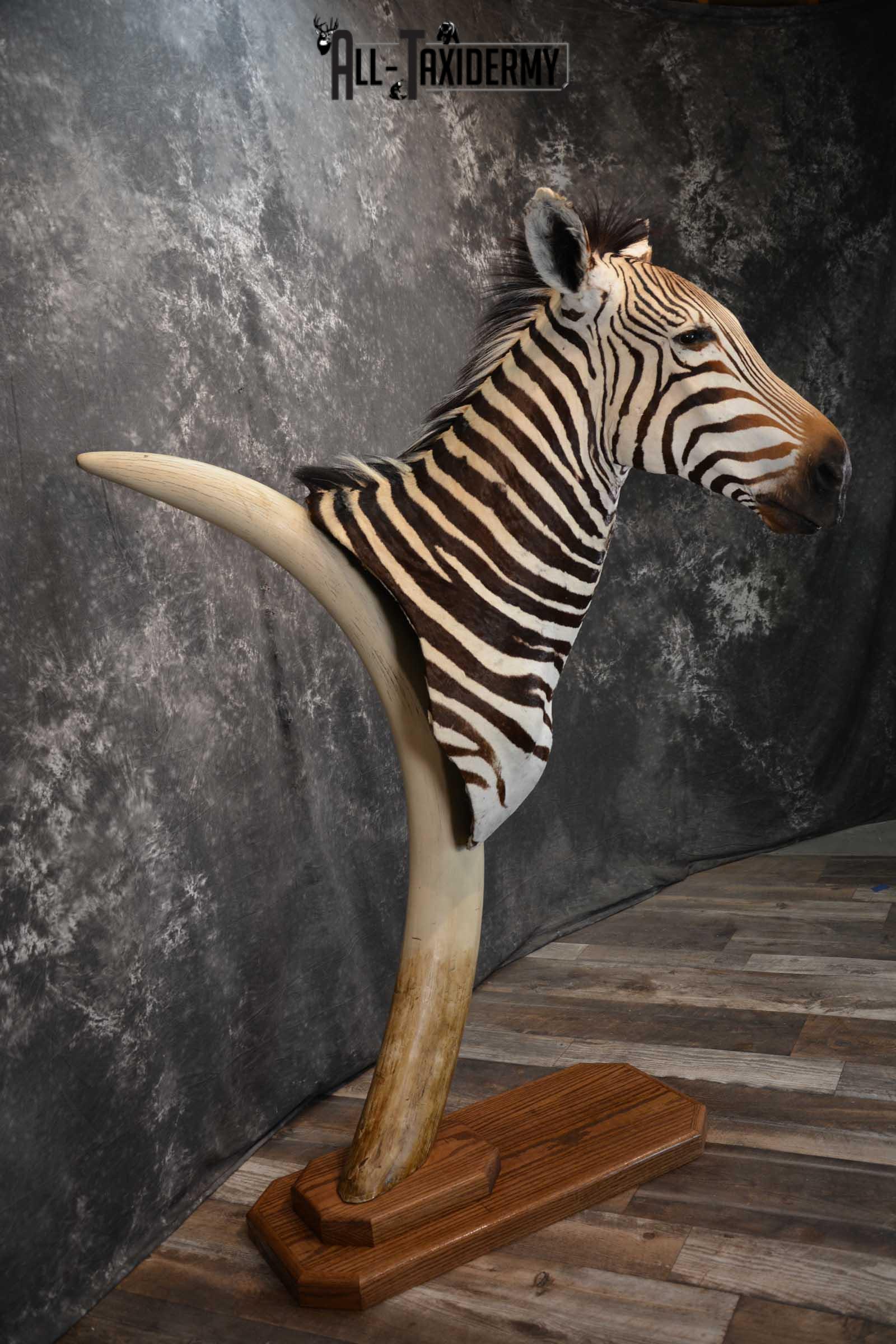 African Zebra Pedestal Taxidermy Mount on Reproduction Elephant Tusk SKU 1498 - Image 7