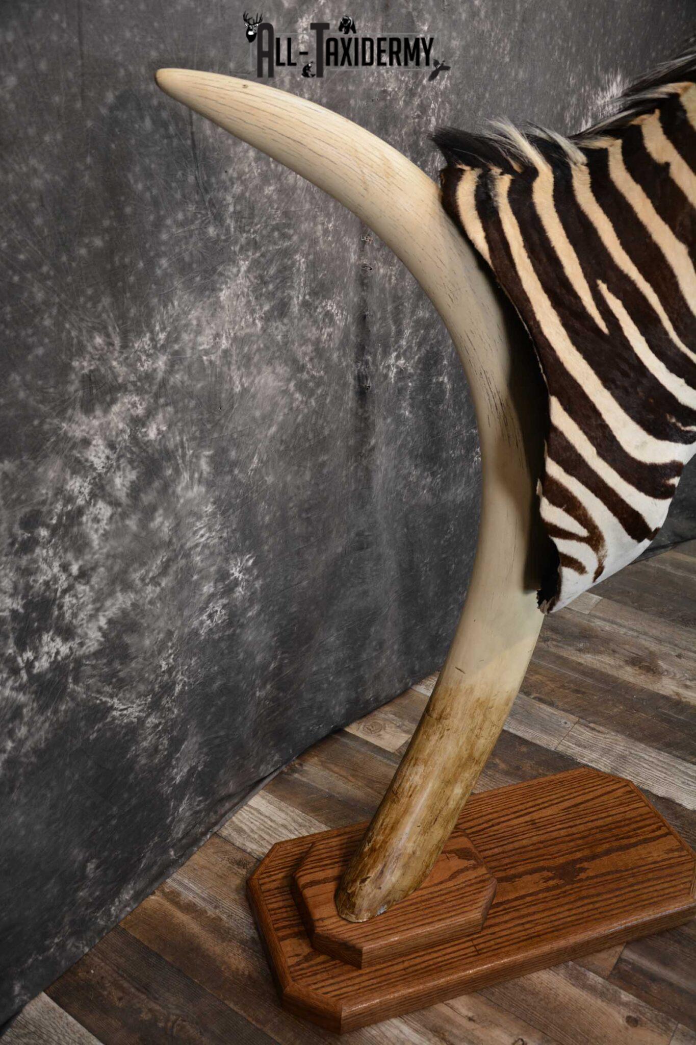 African Zebra Pedestal Taxidermy Mount on Reproduction Elephant Tusk