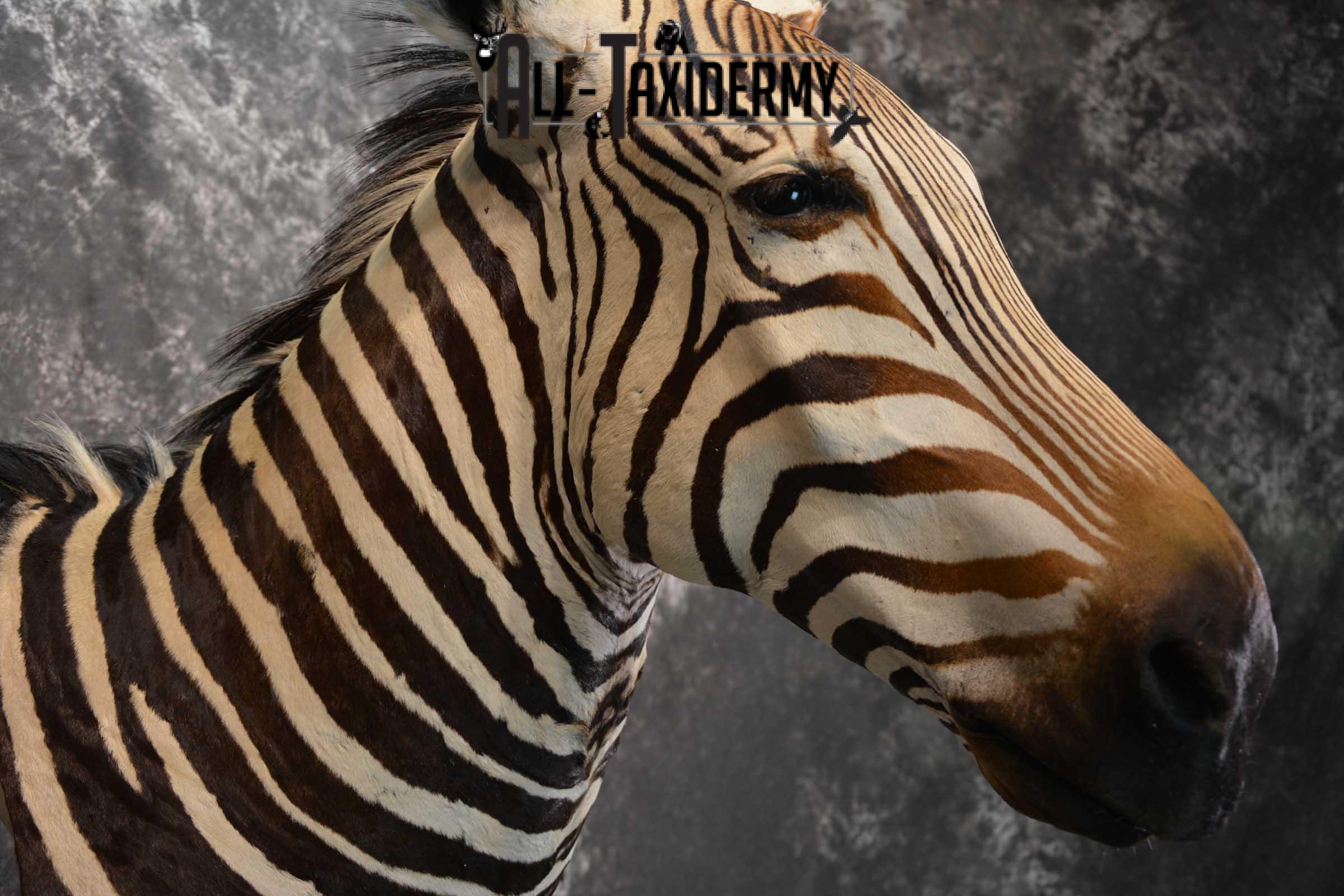 African Zebra Pedestal Taxidermy Mount on Reproduction Elephant Tusk SKU 1498 - Image 5