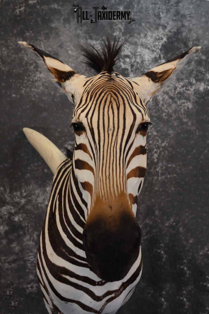 African Zebra Pedestal Taxidermy Mount on Reproduction Elephant Tusk