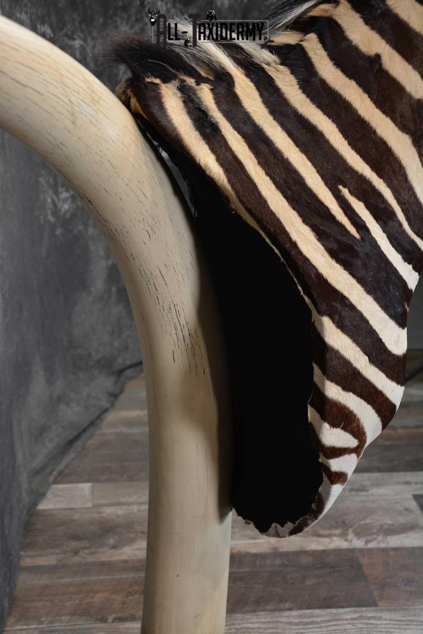 African Zebra Pedestal Taxidermy Mount on Reproduction Elephant Tusk SKU 1498 - Image 2