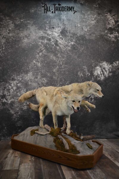 2 Life Size Coyotes Taxidermy Mount SKU 1551