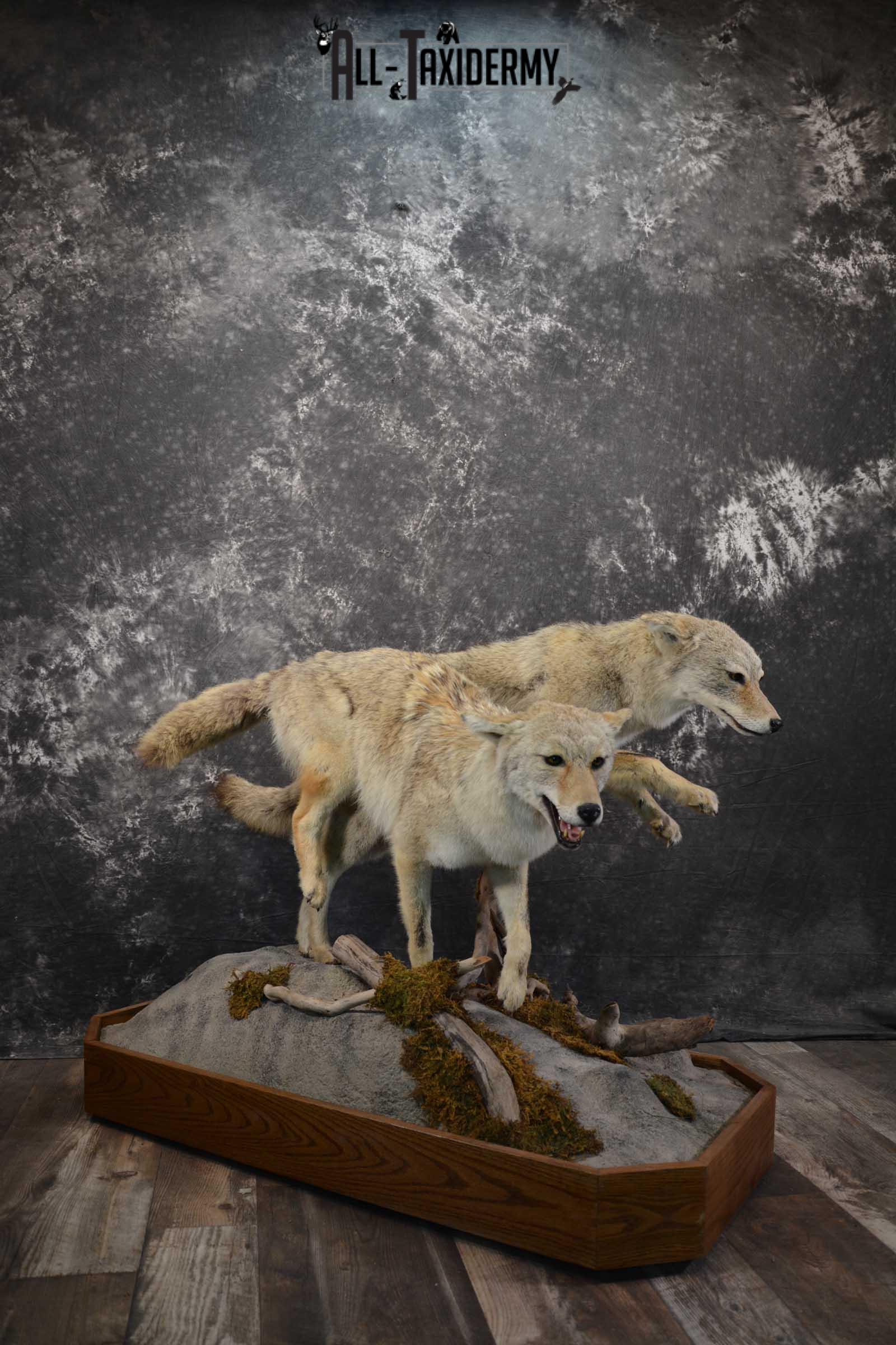 2 Life Size Coyotes Taxidermy Mount SKU 1551