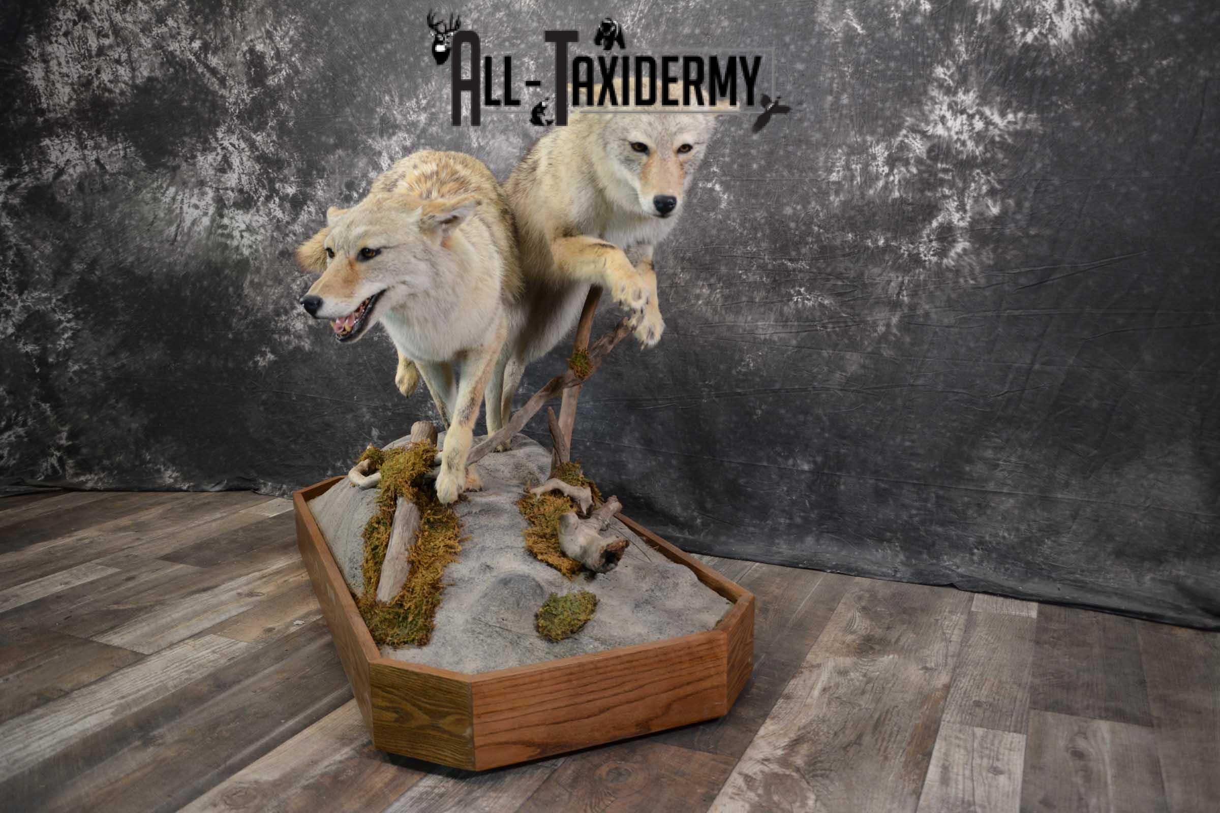 2 Life Size Coyotes Taxidermy Mount SKU 1551 - Image 7