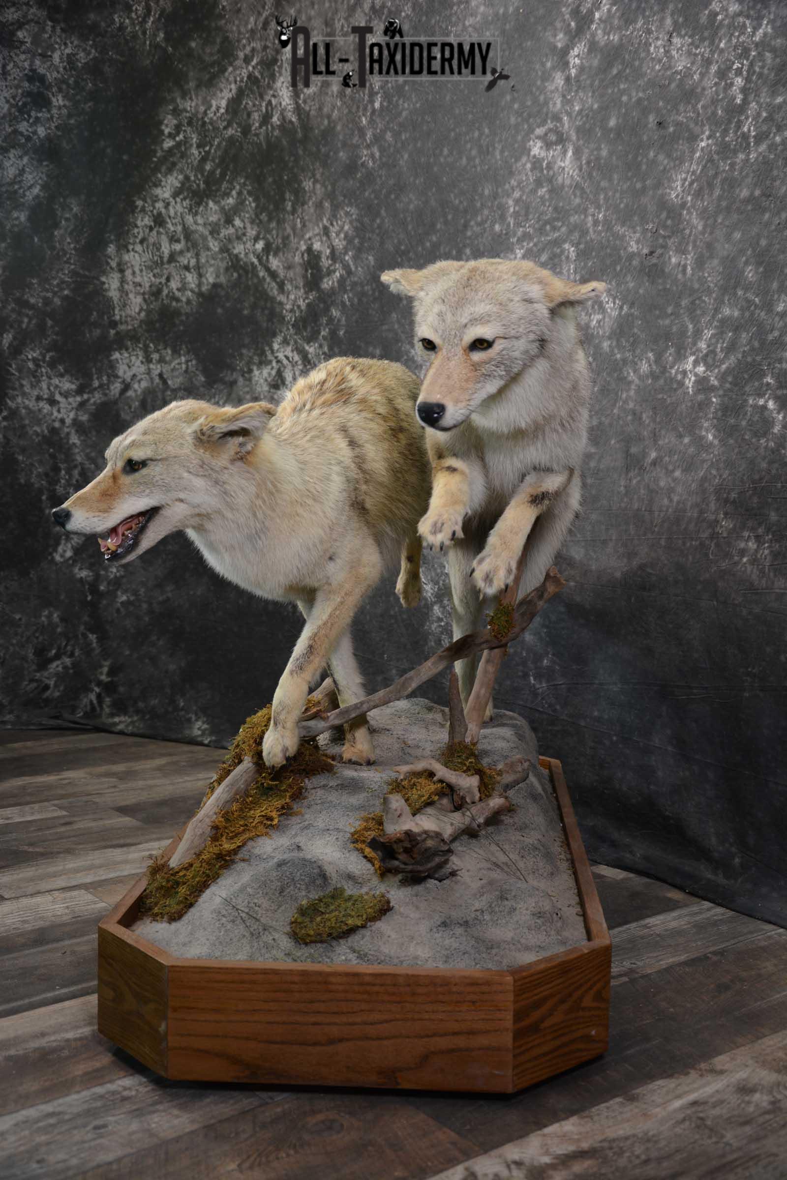 2 Life Size Coyotes Taxidermy Mount SKU 1551 - Image 6