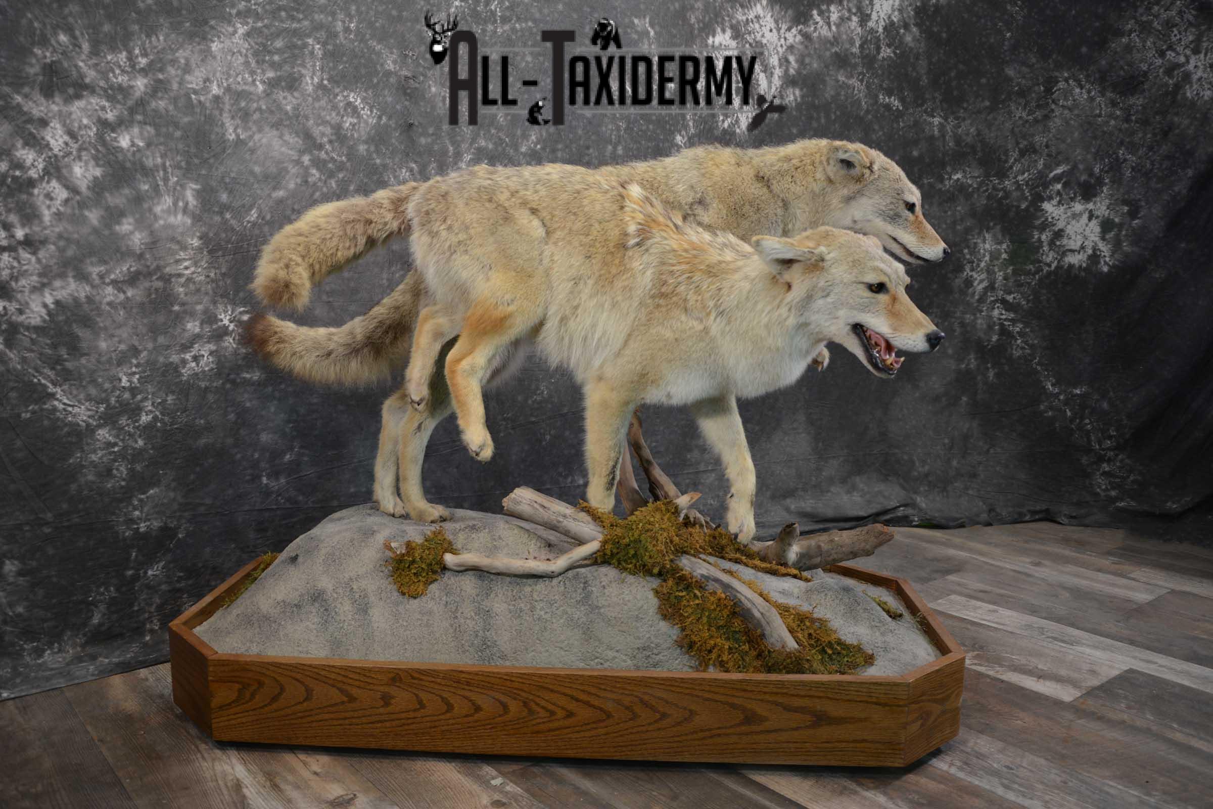 2 Life Size Coyotes Taxidermy Mount SKU 1551 - Image 5