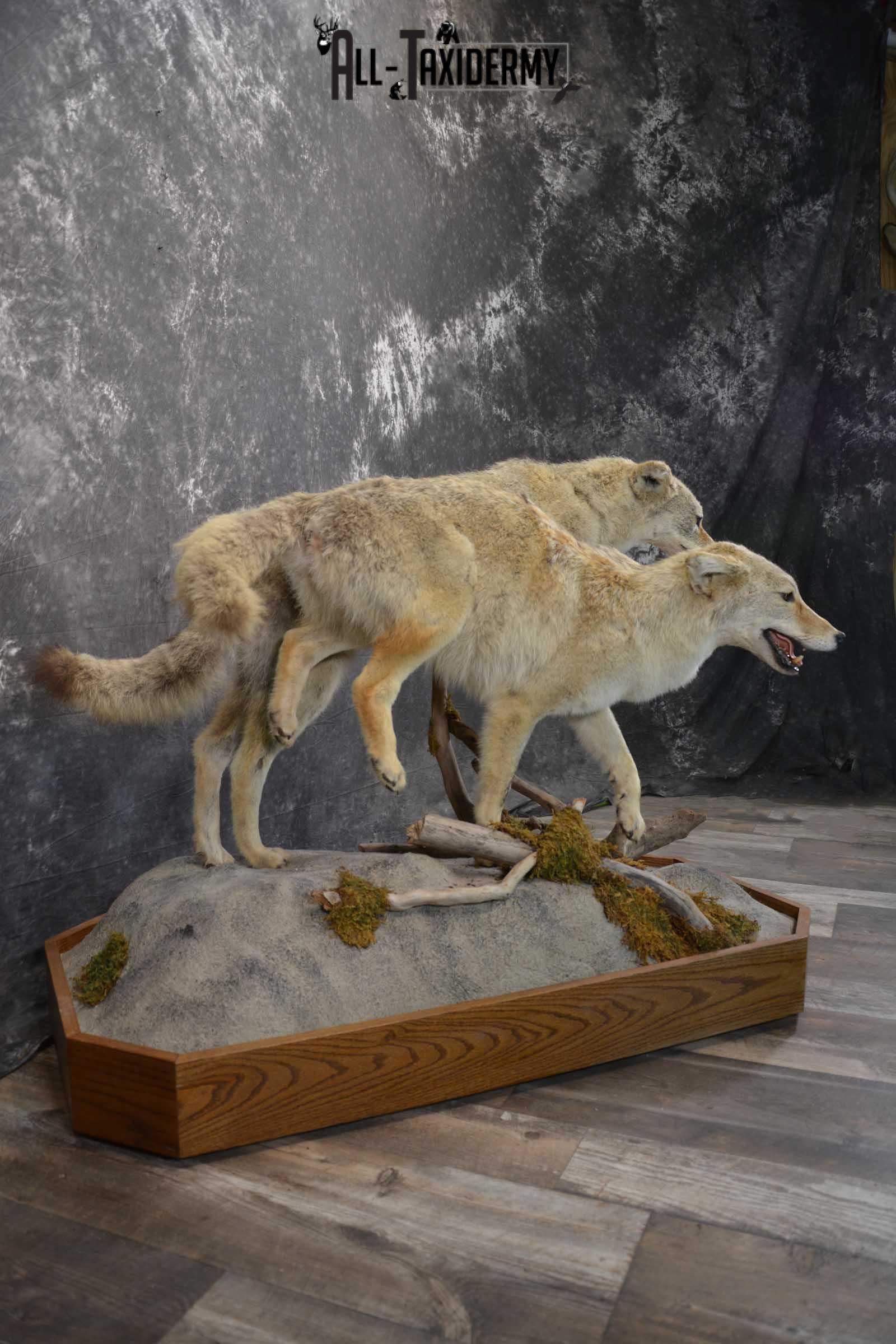 2 Life Size Coyotes Taxidermy Mount SKU 1551 - Image 4