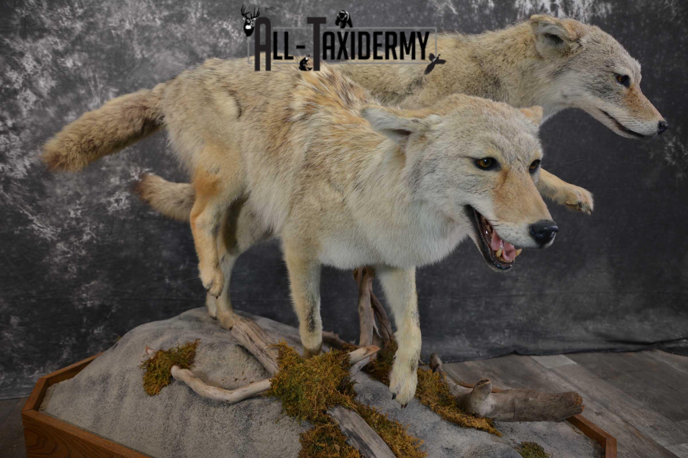 2 Life Size Coyotes Taxidermy Mount SKU 1551 - Image 3