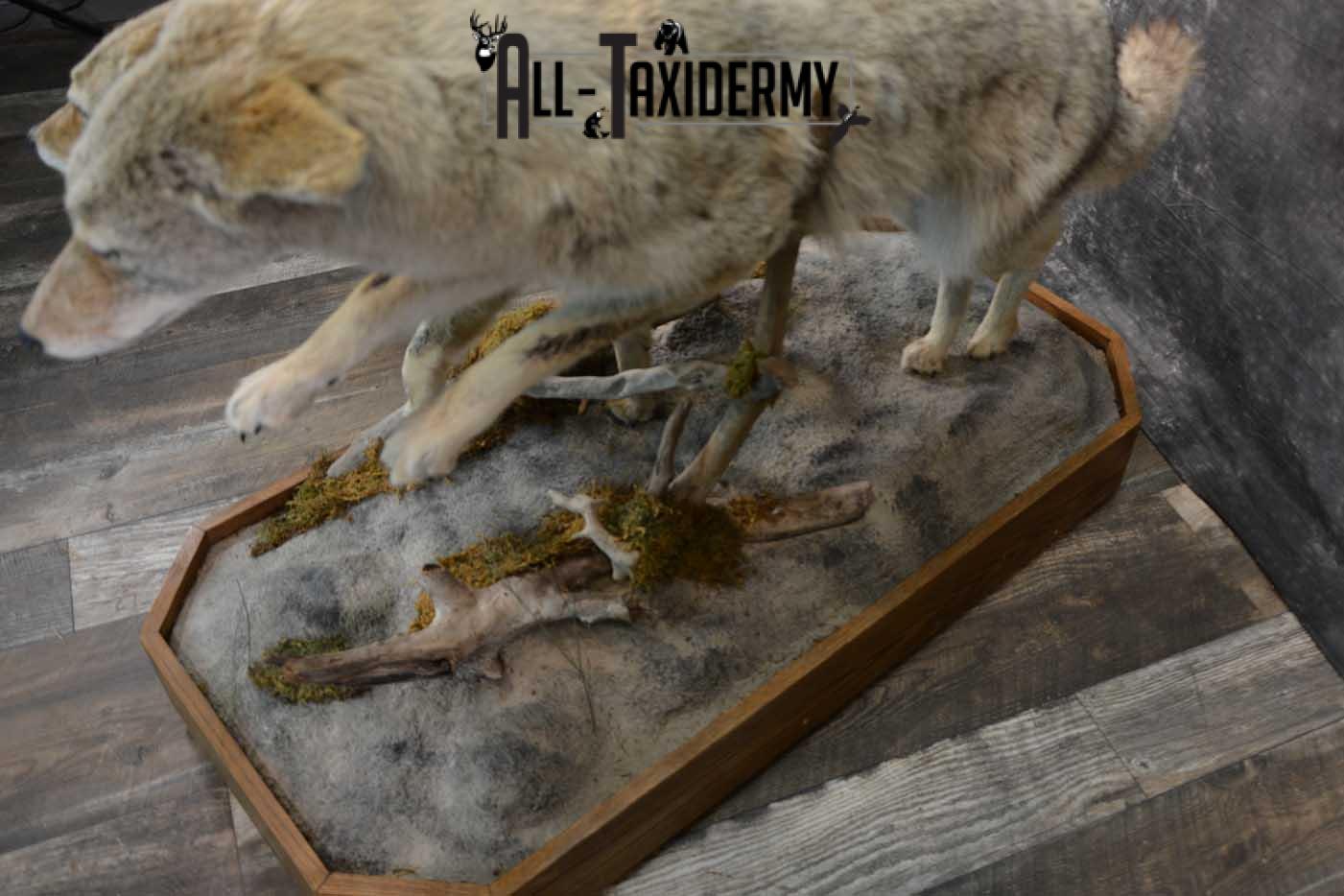 2 Life Size Coyotes Taxidermy Mount SKU 1551 - Image 2
