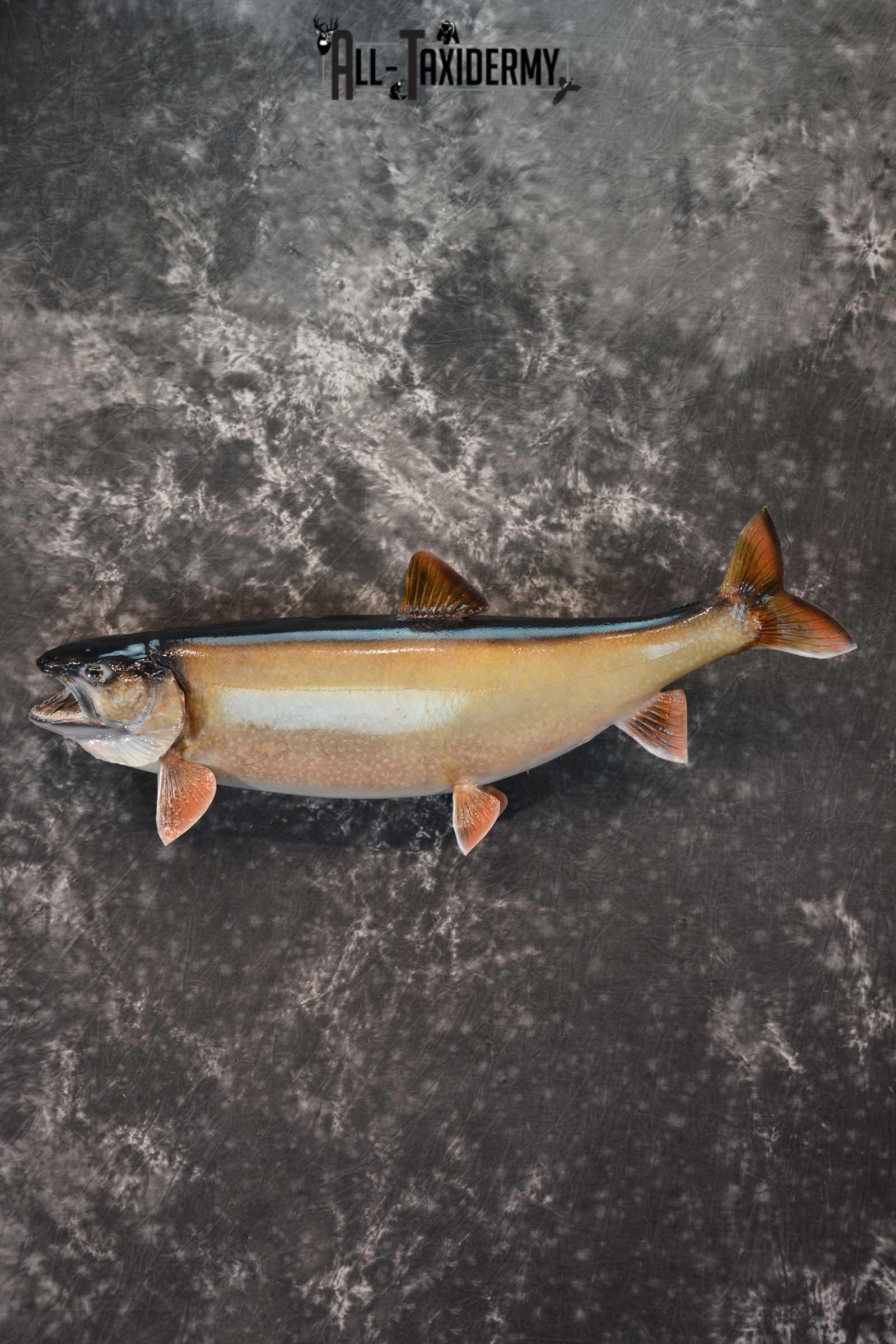 Lake Trout Taxidermy Fish Mount SKU 1552