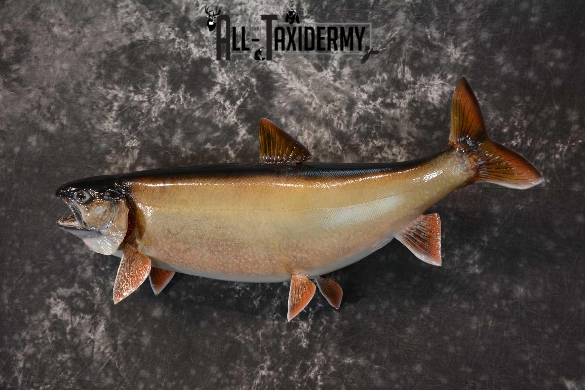 Lake Trout Taxidermy Fish Mount SKU 1552 - Image 5