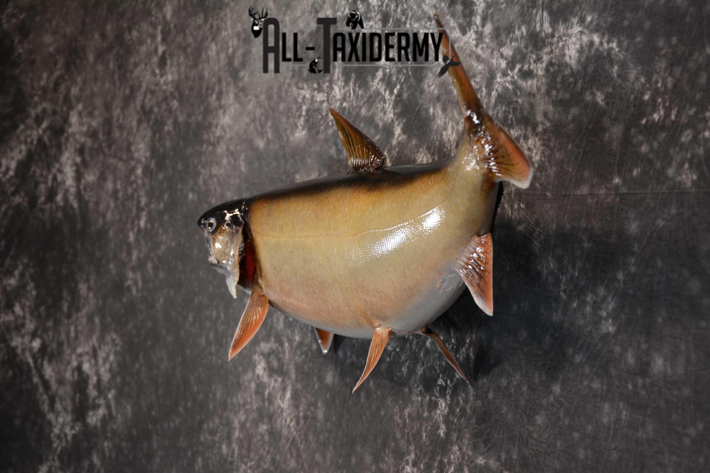 Lake Trout Taxidermy Fish Mount SKU 1552 - Image 4