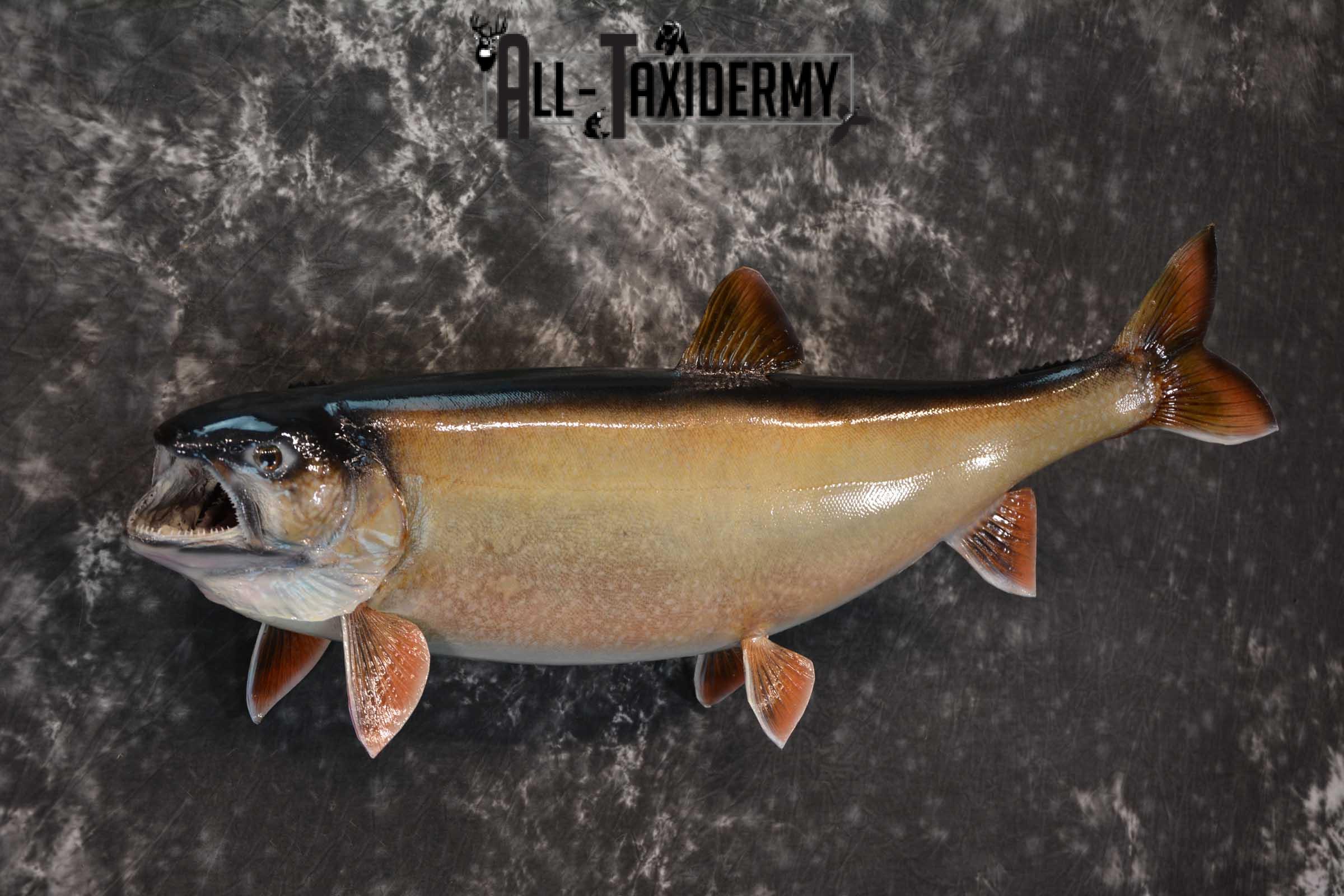 Lake Trout Taxidermy Fish Mount SKU 1552 - Image 3