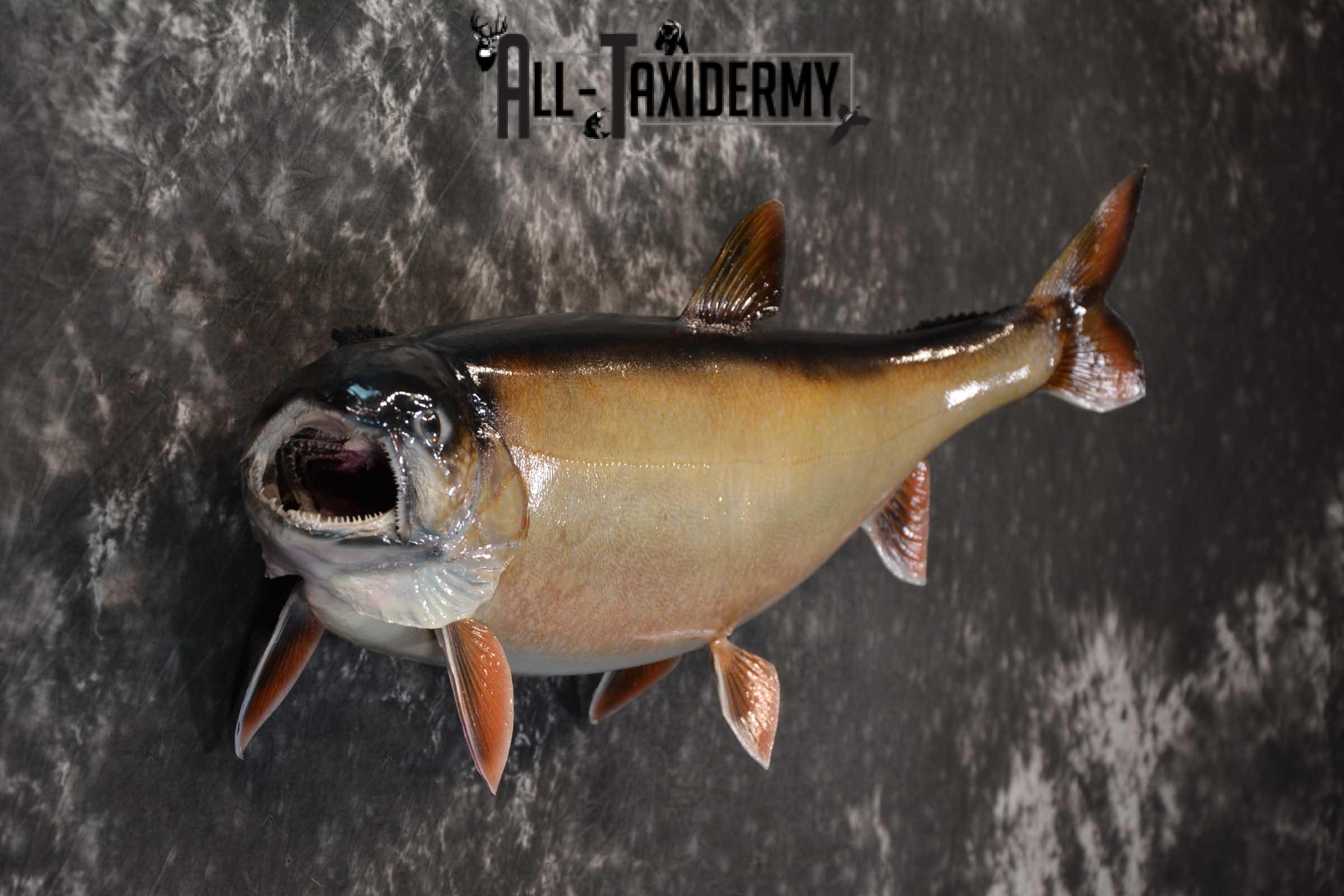 Lake Trout Taxidermy Fish Mount SKU 1552 - Image 2