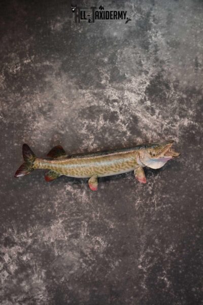 36" Musky Taxidermy Fish Mount SKU 1553