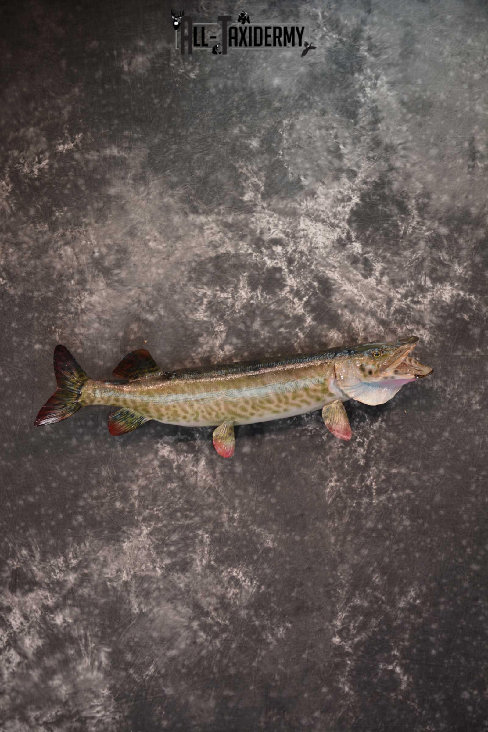 36" Musky Taxidermy Fish Mount SKU 1553