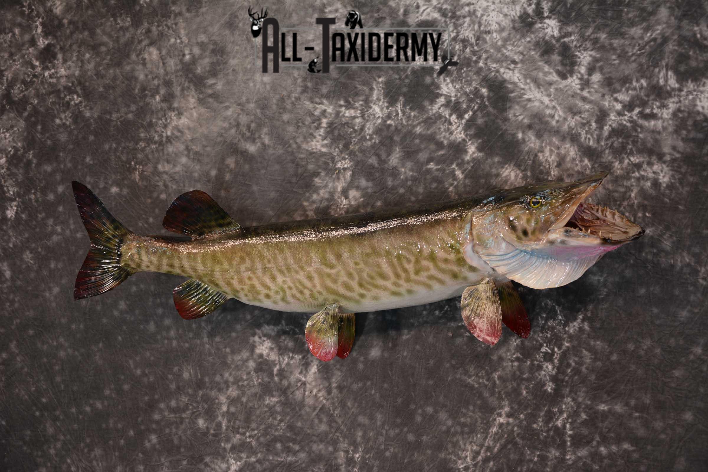 36" Musky Taxidermy Fish Mount SKU 1553 - Image 5