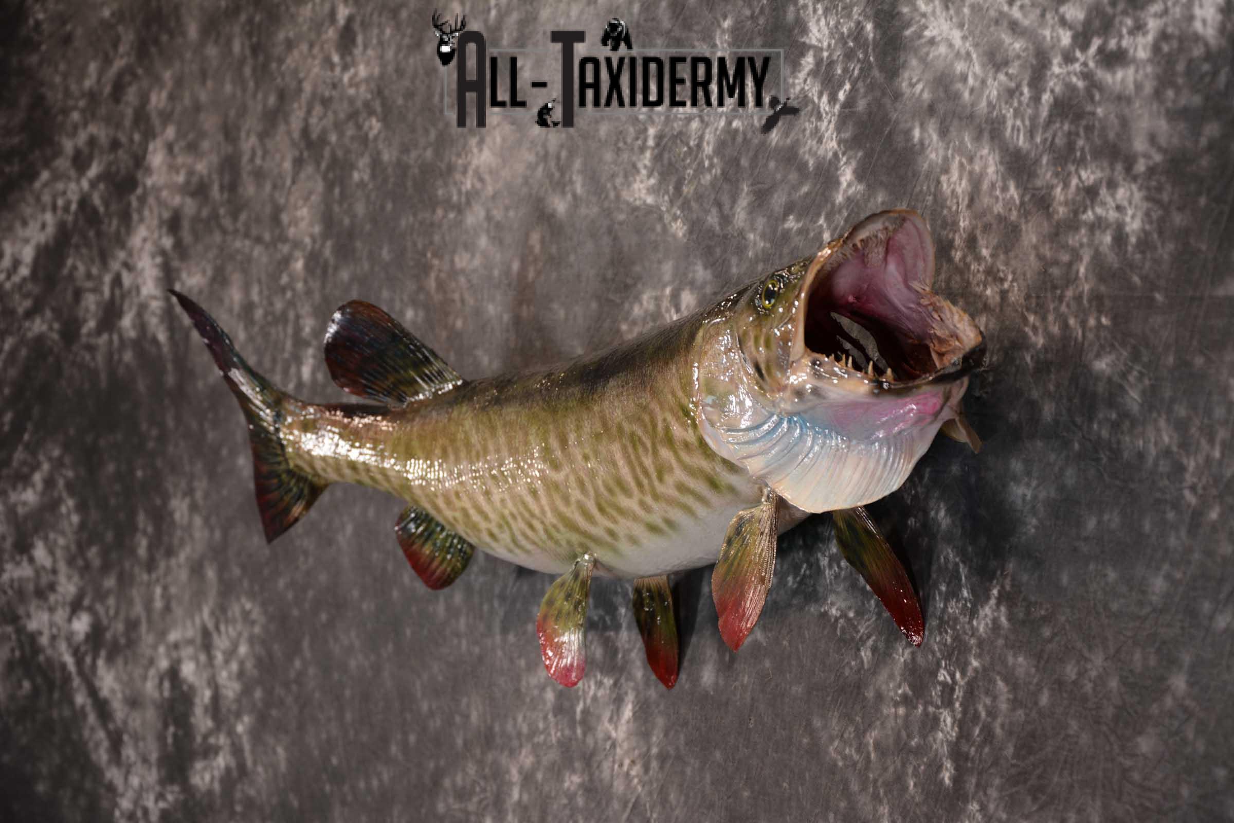 36" Musky Taxidermy Fish Mount SKU 1553 - Image 4