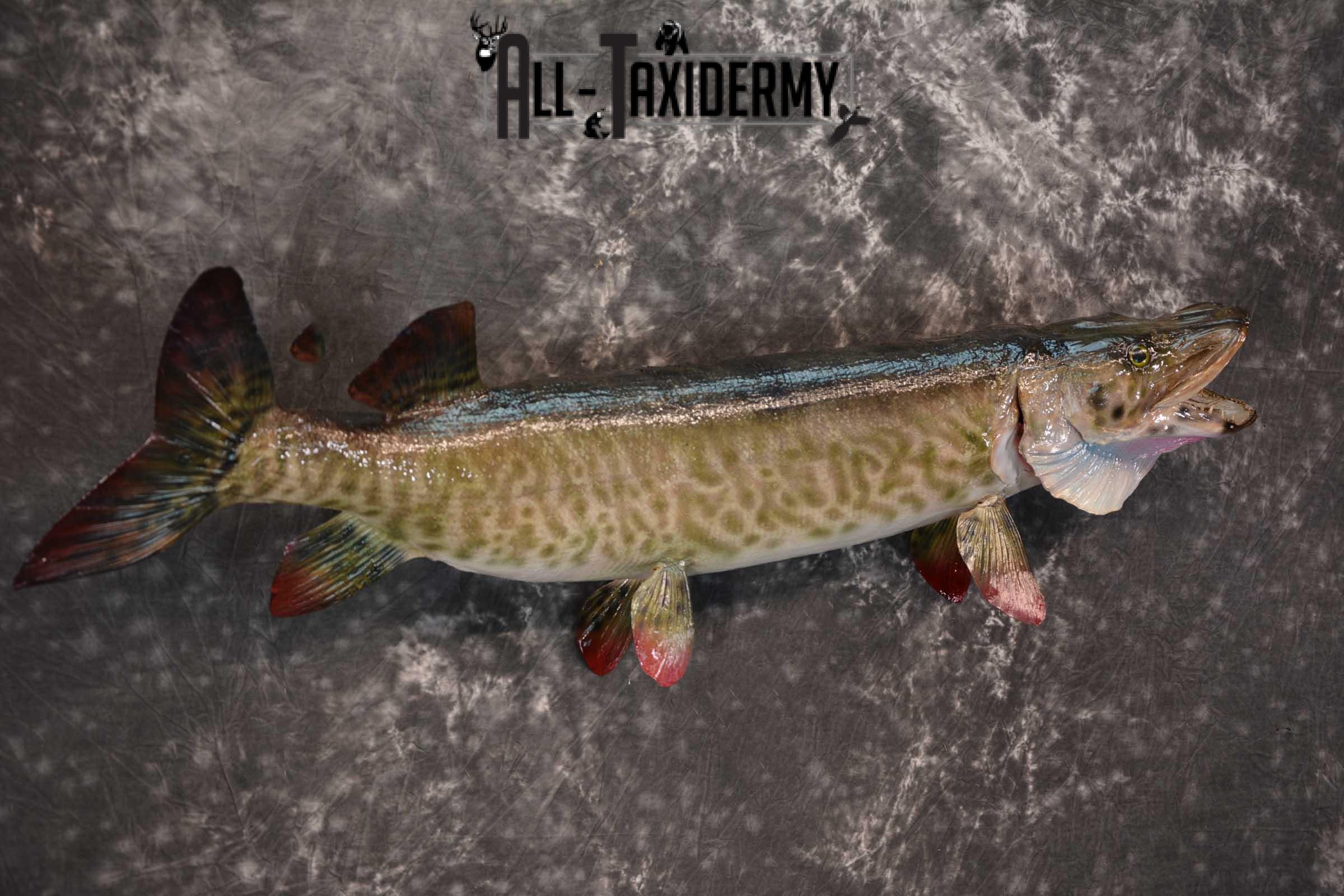 36" Musky Taxidermy Fish Mount SKU 1553 - Image 3